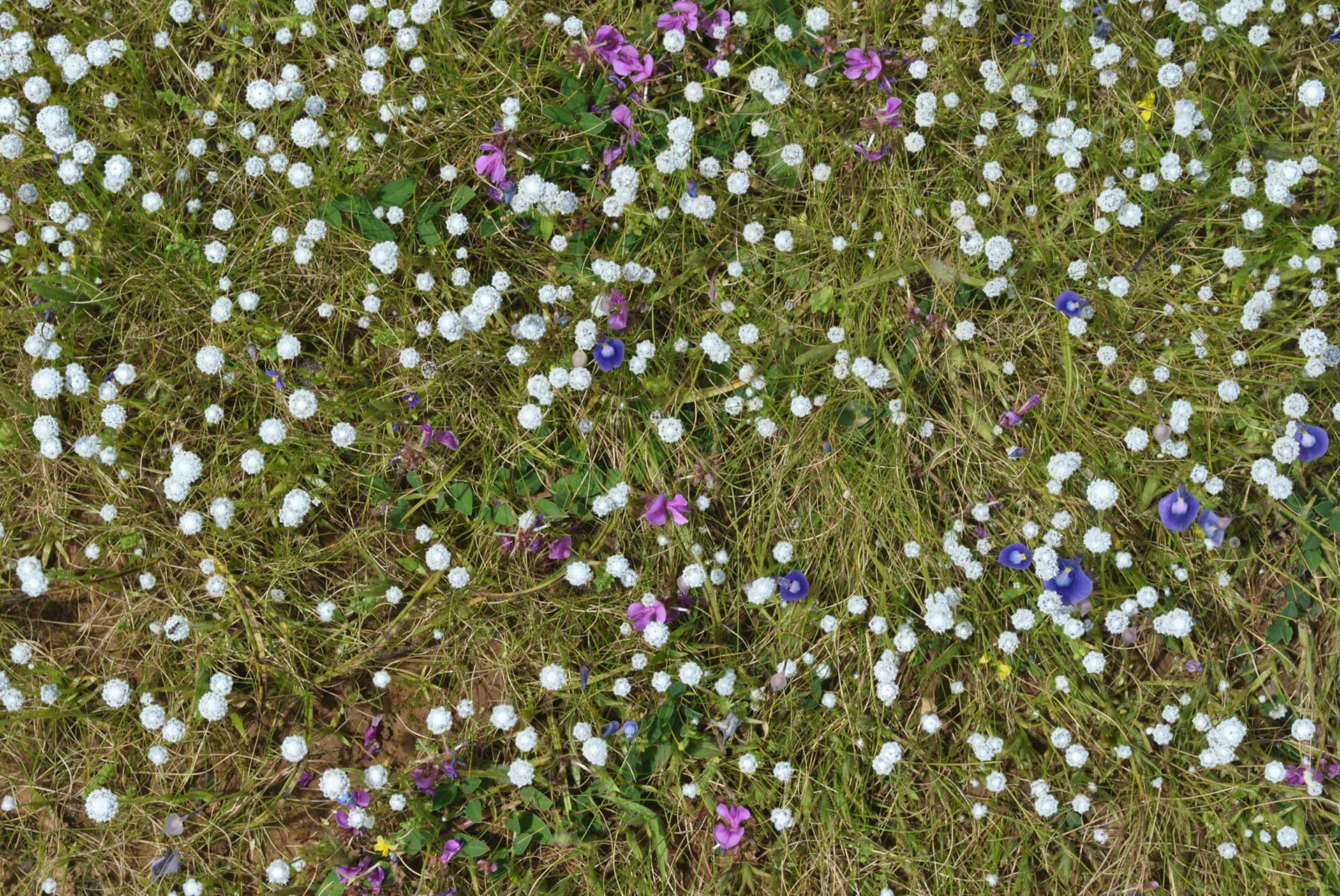 wildflower blooms | Nature Infocus