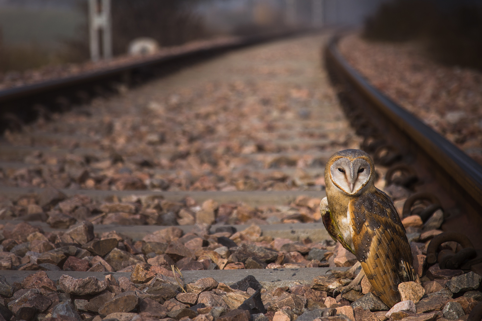 Injured Barn owl on a railway track in Sultanpur National Park
