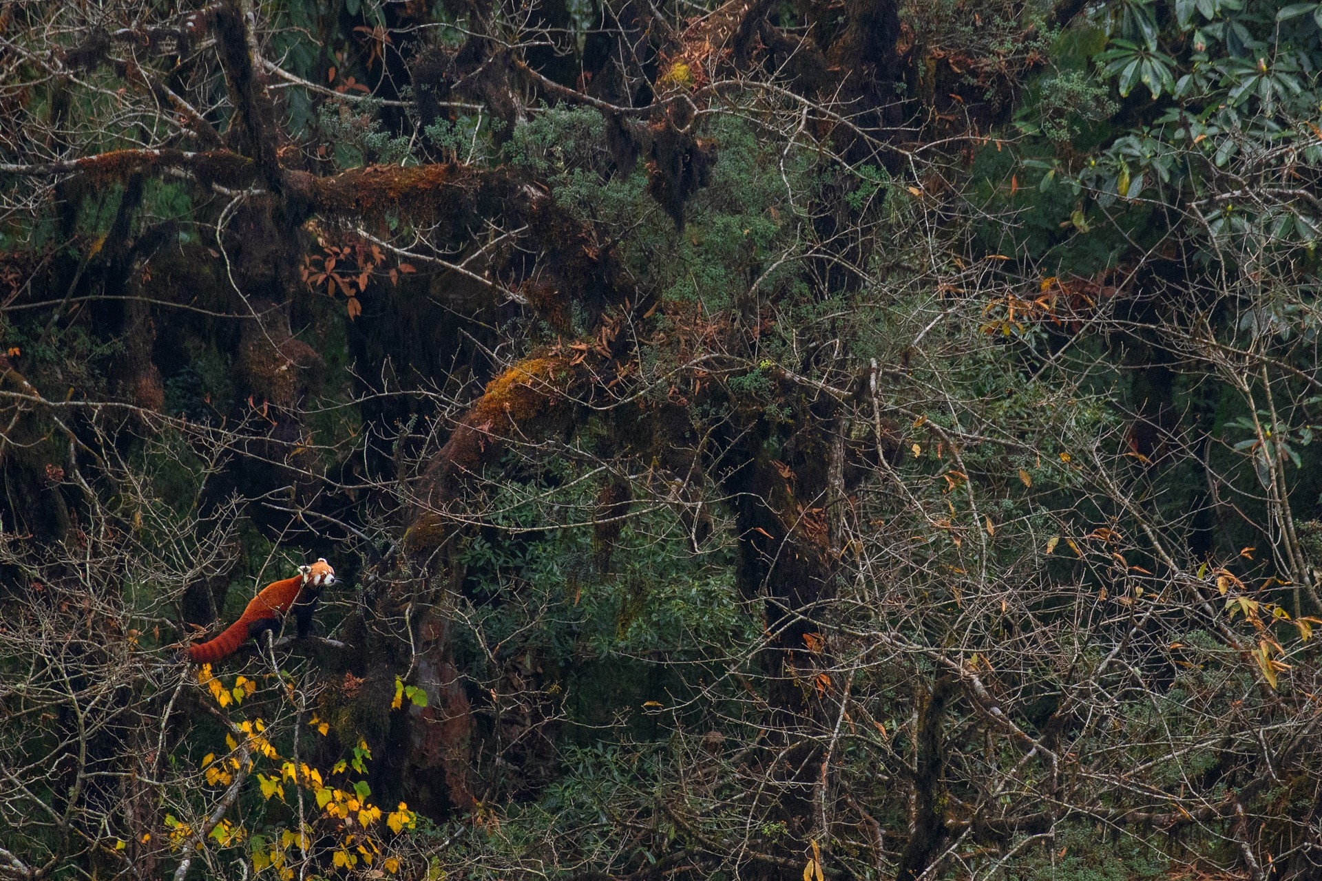     habitat image   | Nature Infocus