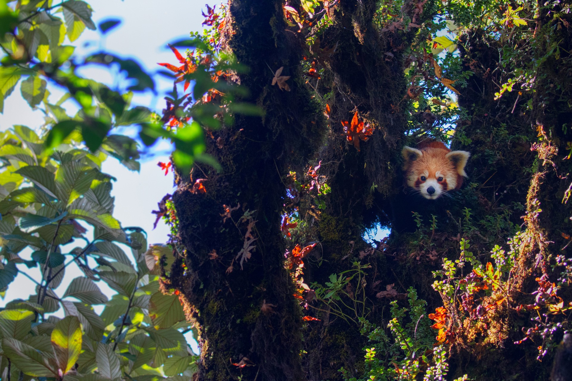      habitat   | Nature Infocus