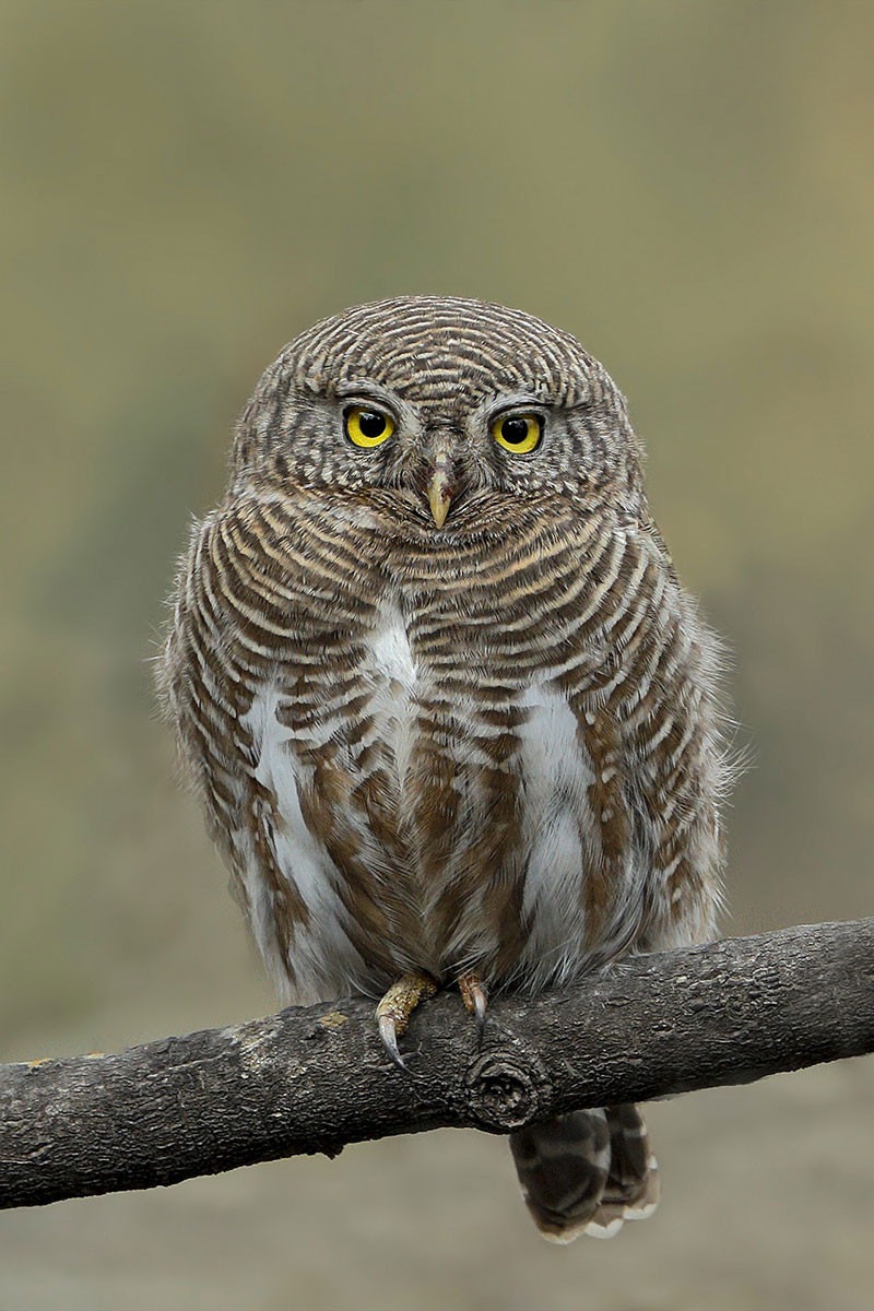 Asian Barred Owlet (Glaucidium cuculoides)