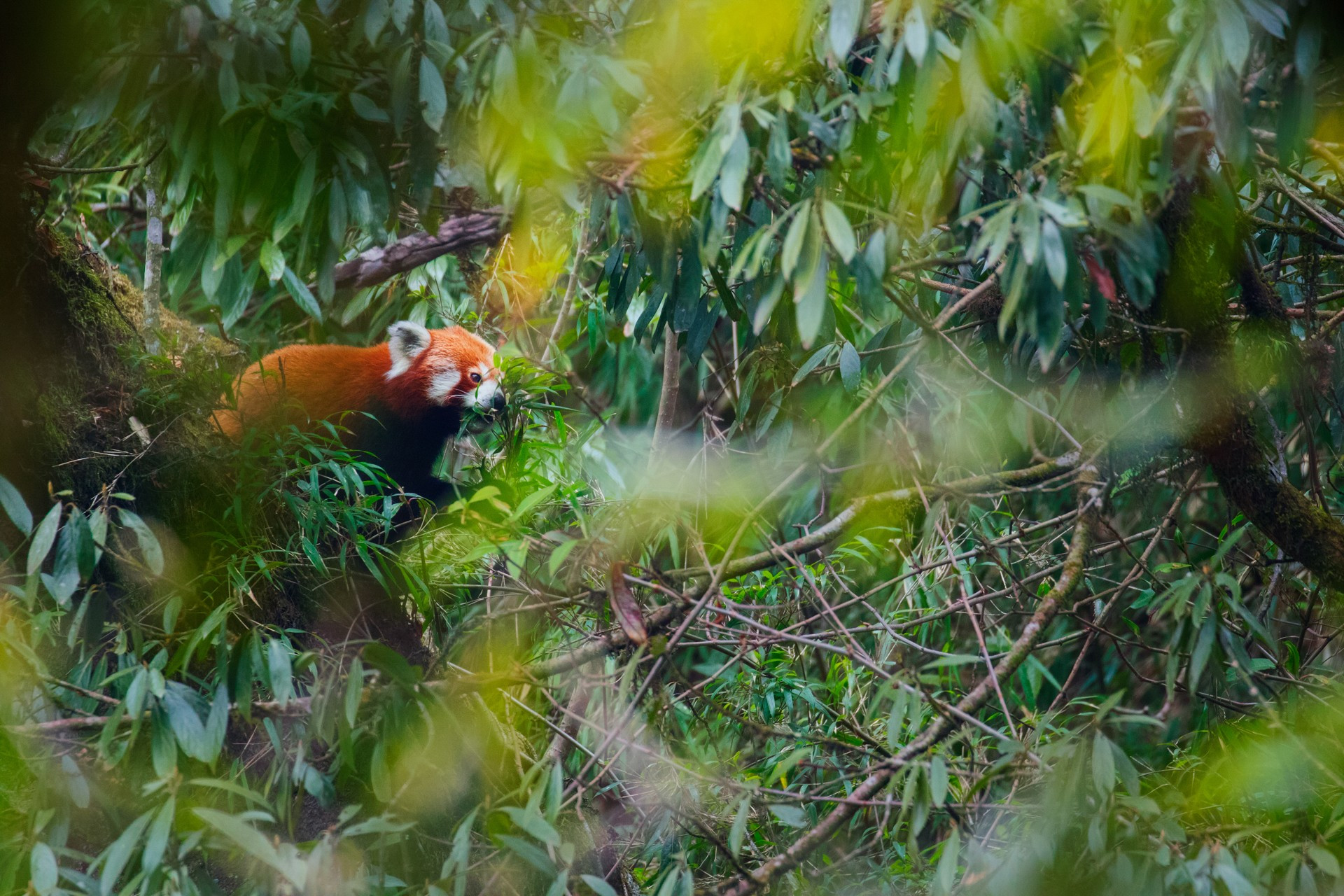     eating bamboo | Nature Infocus
