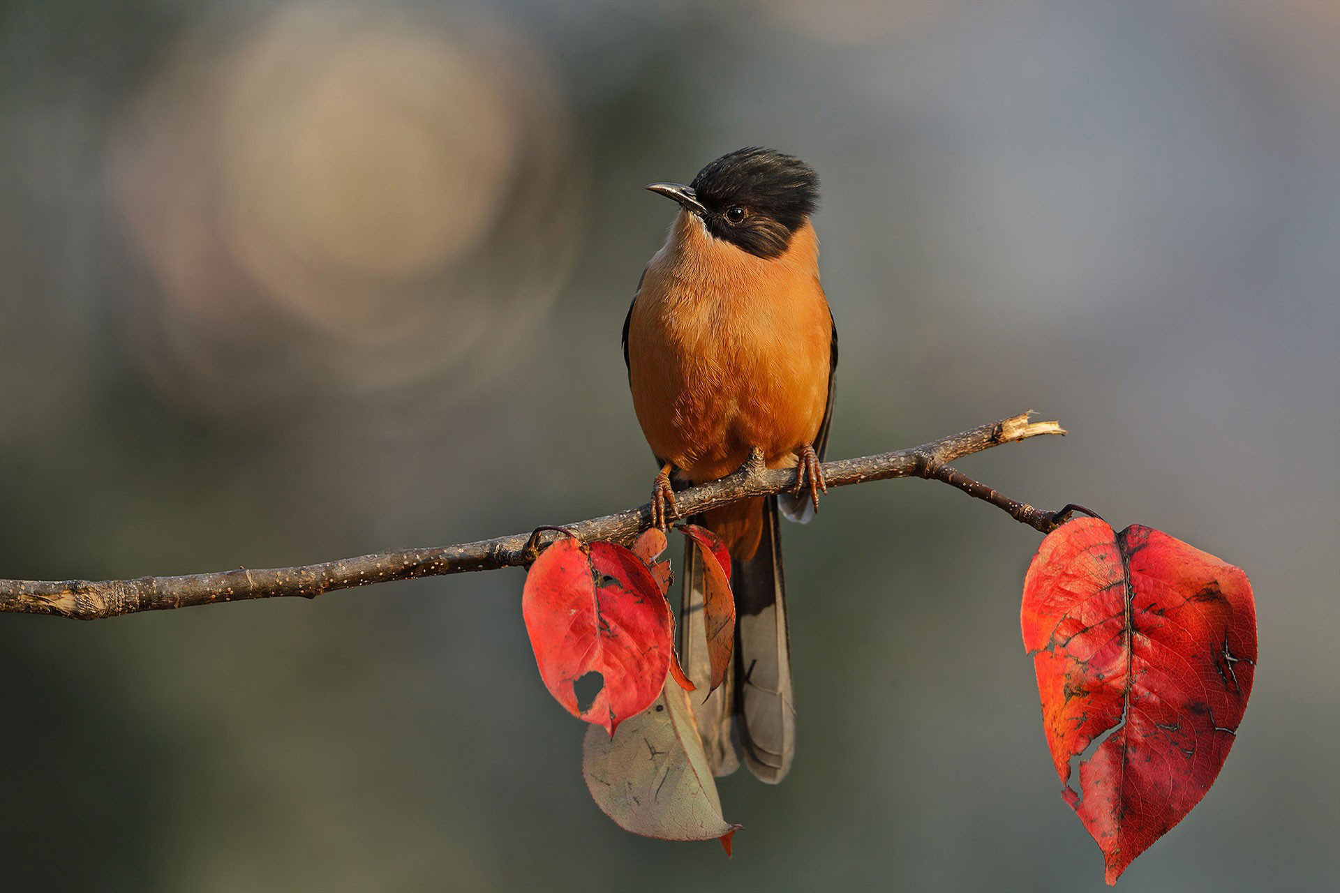 Rufous Sibia (Heterophasia capistrata)