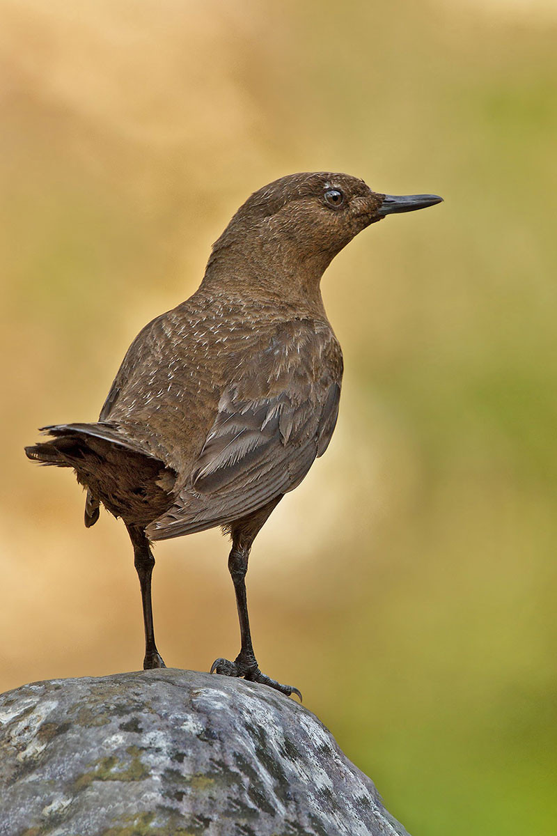 Brown Dipper (Cinclus pallasii)