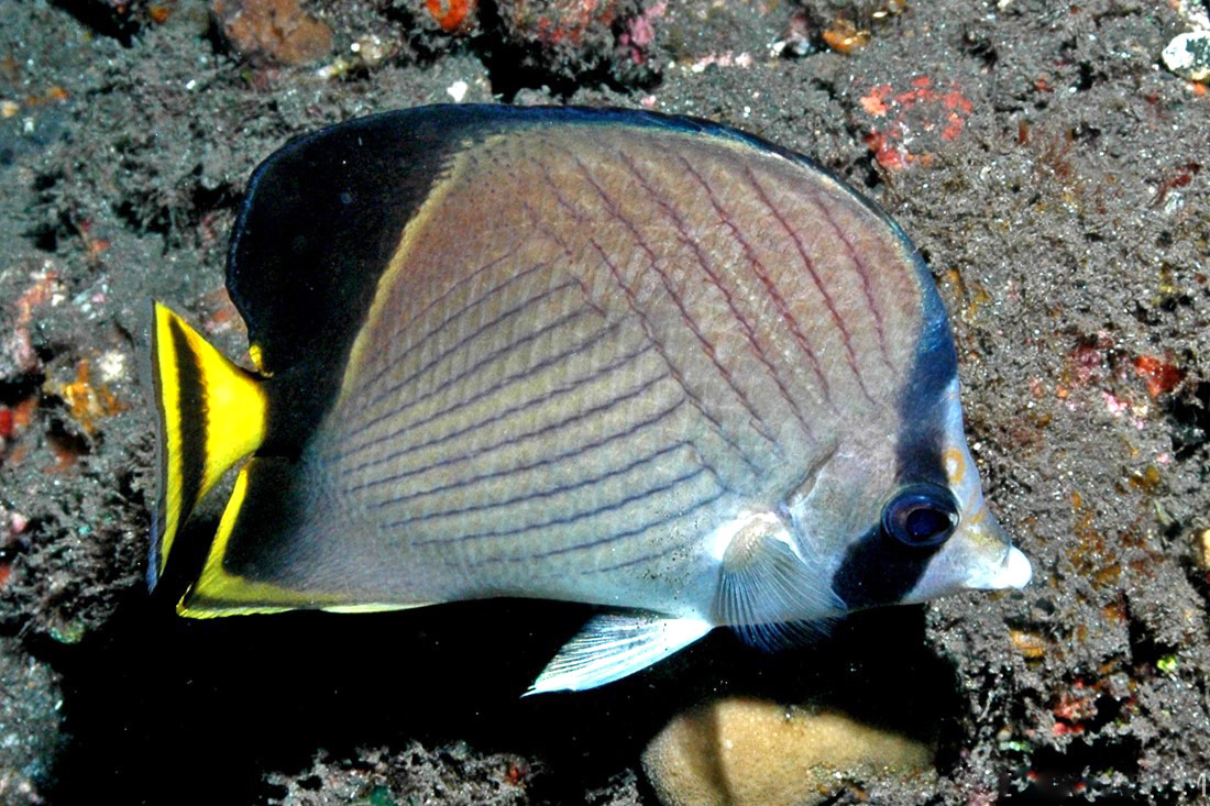 Lakshadweep ChaetodonDecussatusRLS | Nature Infocus