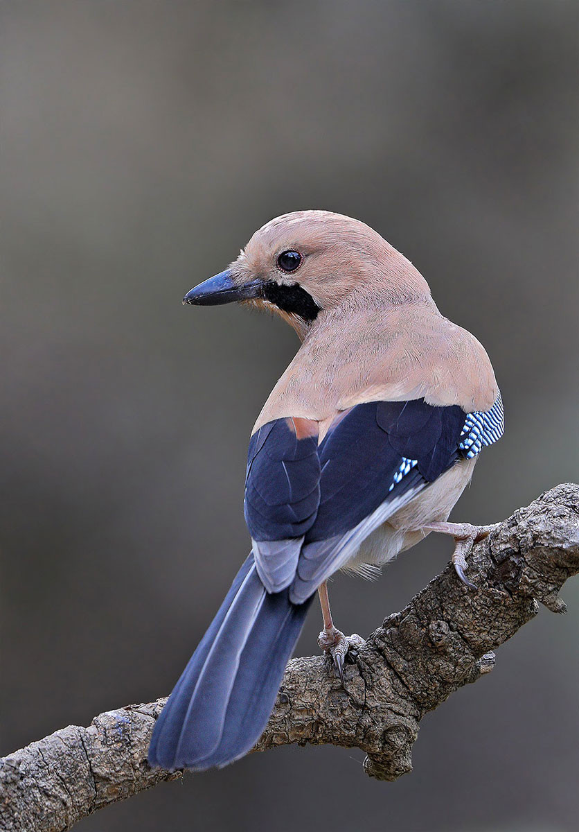 Eurasian Jay (Garrulus glandarius)
