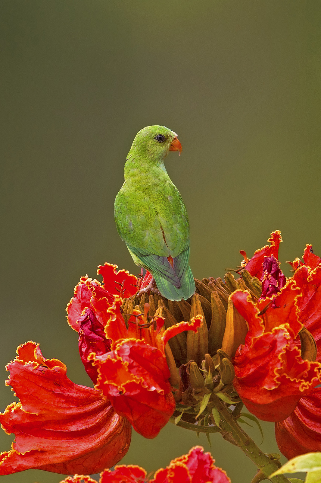 A  v - Scouting The Blue Mountains | Nature inFocus