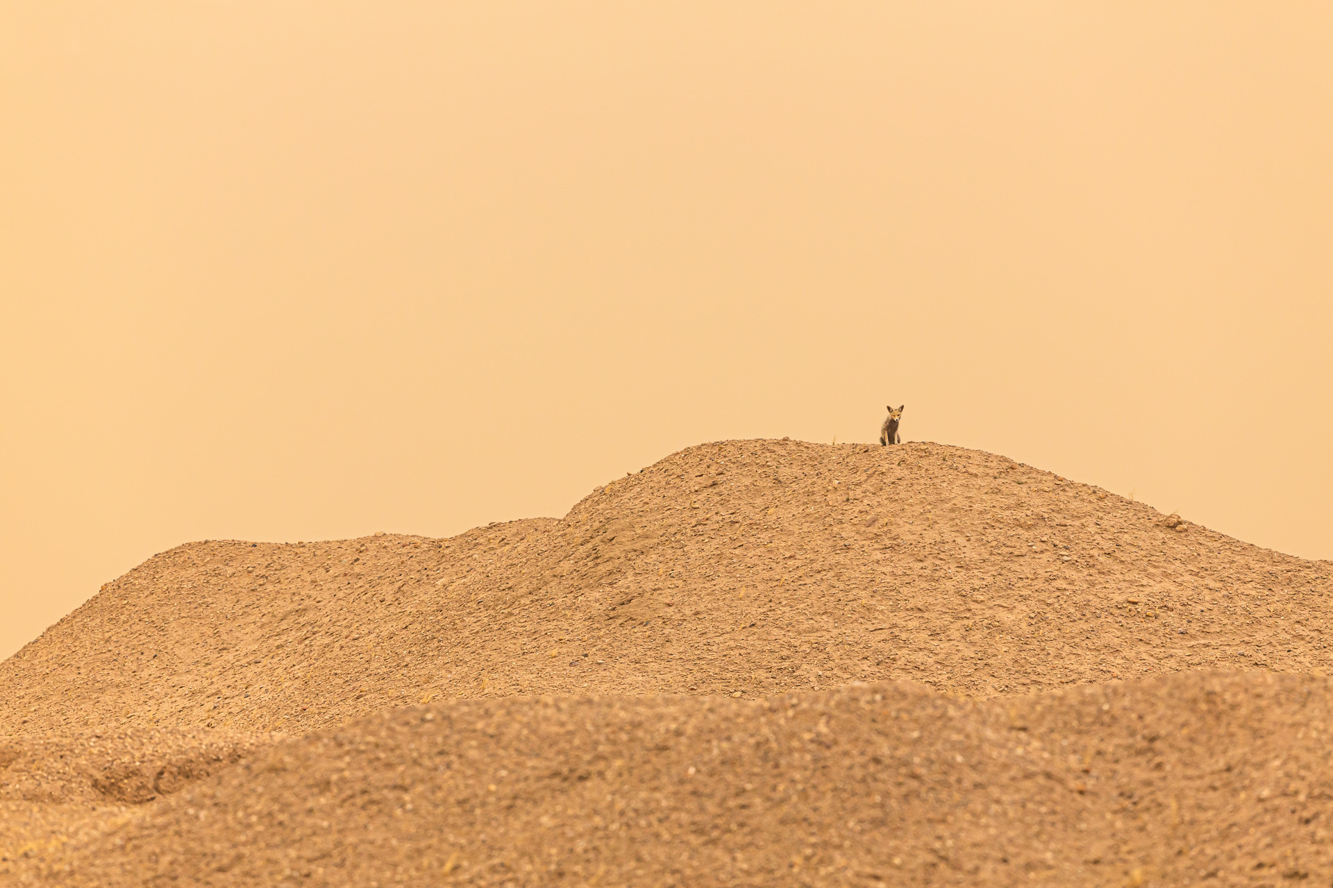 Arabian Red Fox on a sand dune in Kuwait