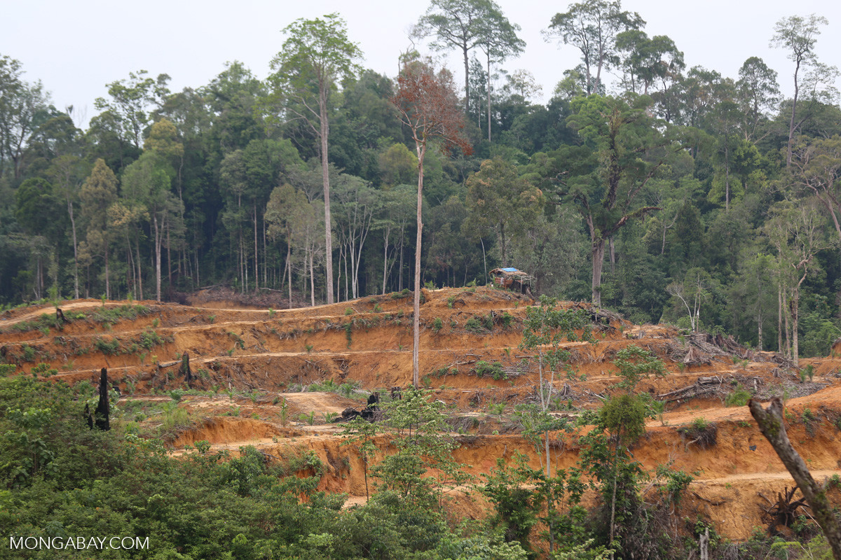 Aceh - India's Push For Oil Palm Cultivation Despite Environmental And Economic Concerns | Nature inFocus