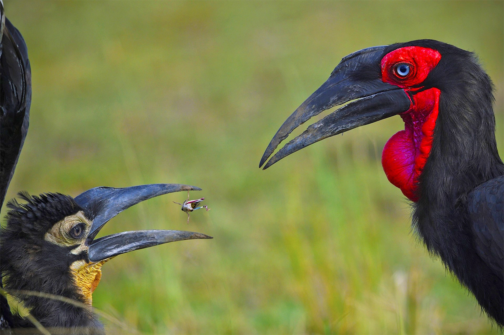 Animal behaviour special mention varun thakkar dsc - Nature inFocus Photography Awards 2020: The Winners | Nature inFocus