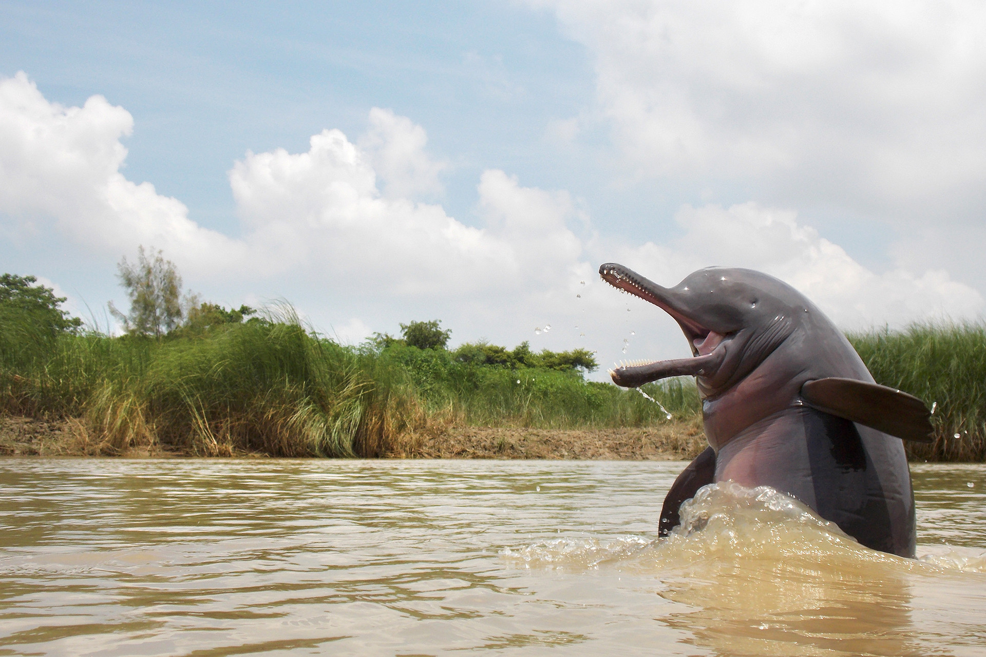 Animal portraits winner ganesh chowdhury dscn - Nature inFocus Photography Awards 2020: The Winners | Nature inFocus