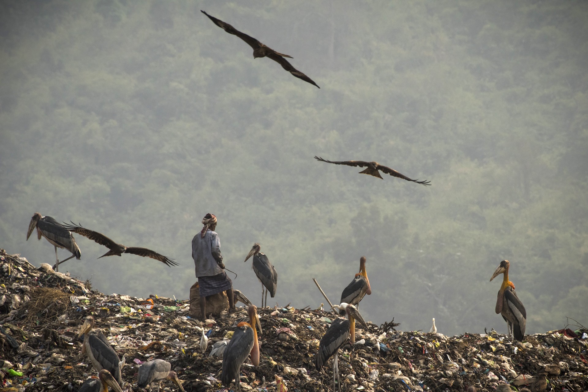 Atgarbagedump - The Old Man And The City | Nature inFocus