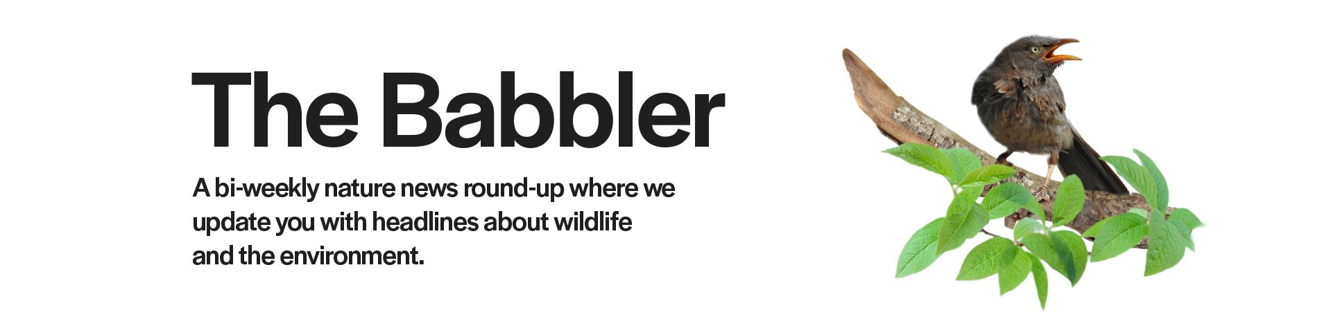 Babbler dark            | Nature Infocus