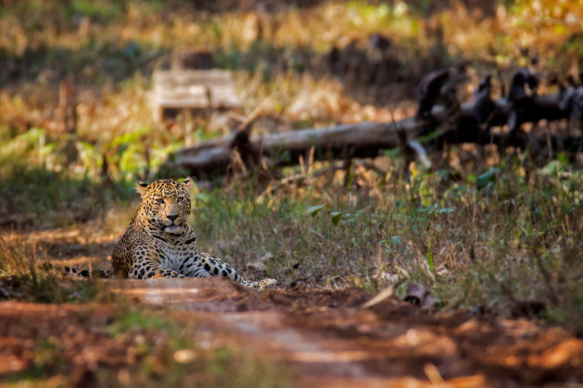Bandarchua male - Next Stop, Nagzira! | Nature inFocus