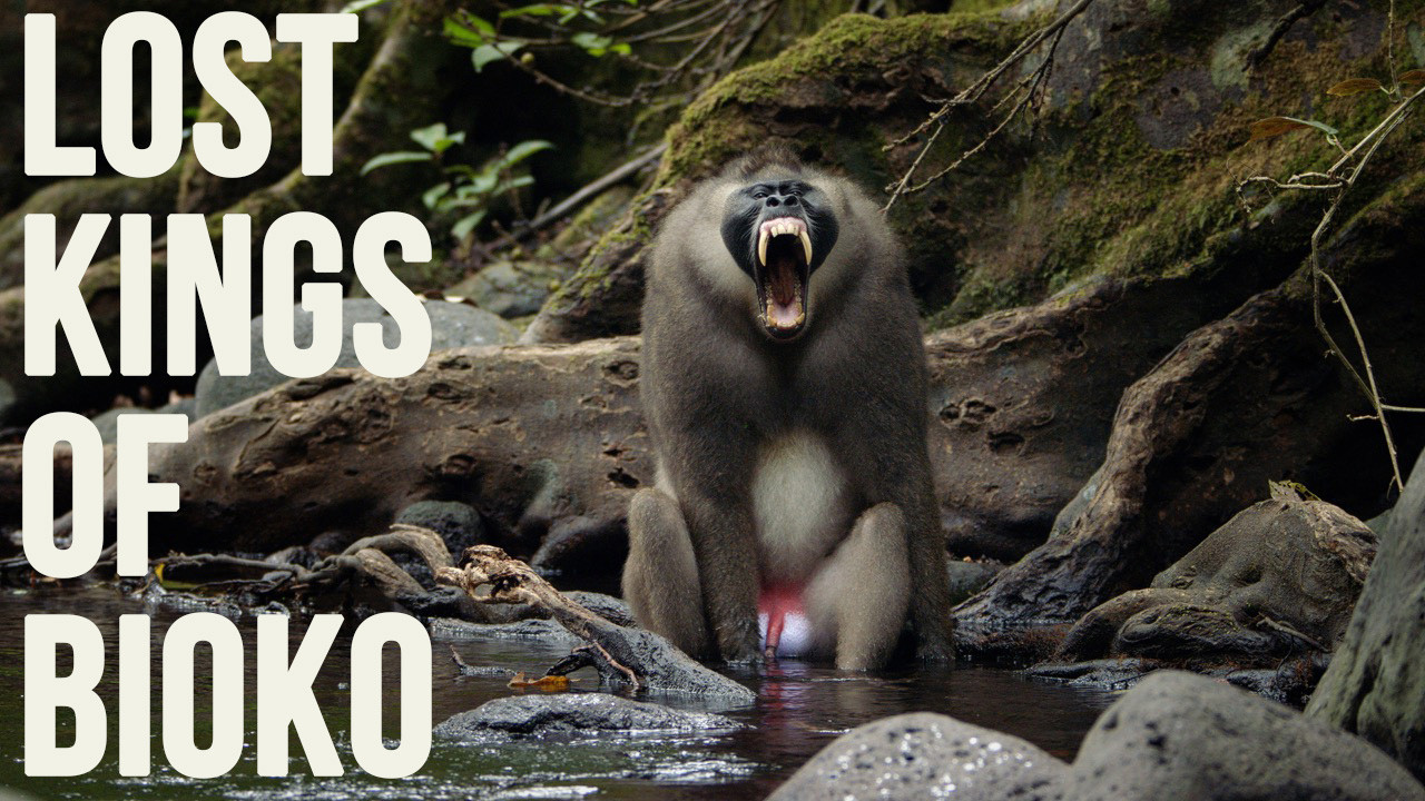 BIOKO Young male Drill yawning Photo JUSTIN JAY   | Nature Infocus