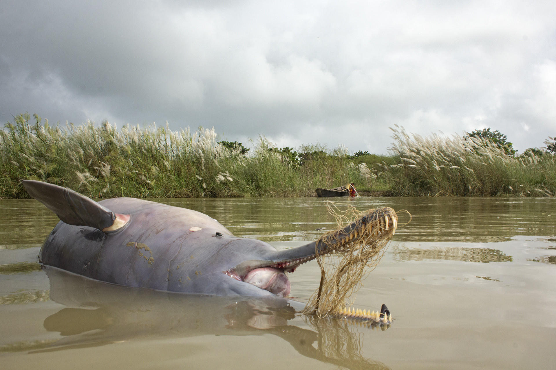 Conservation issues special mention ganesh chowdhury img - Nature inFocus Photography Awards 2020: The Winners | Nature inFocus