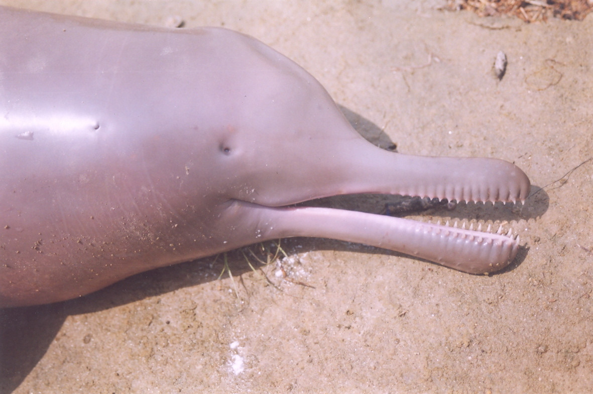 Dead dolphin sushant dey - Understanding Rivers And Their Less Privileged Denizens | Nature inFocus