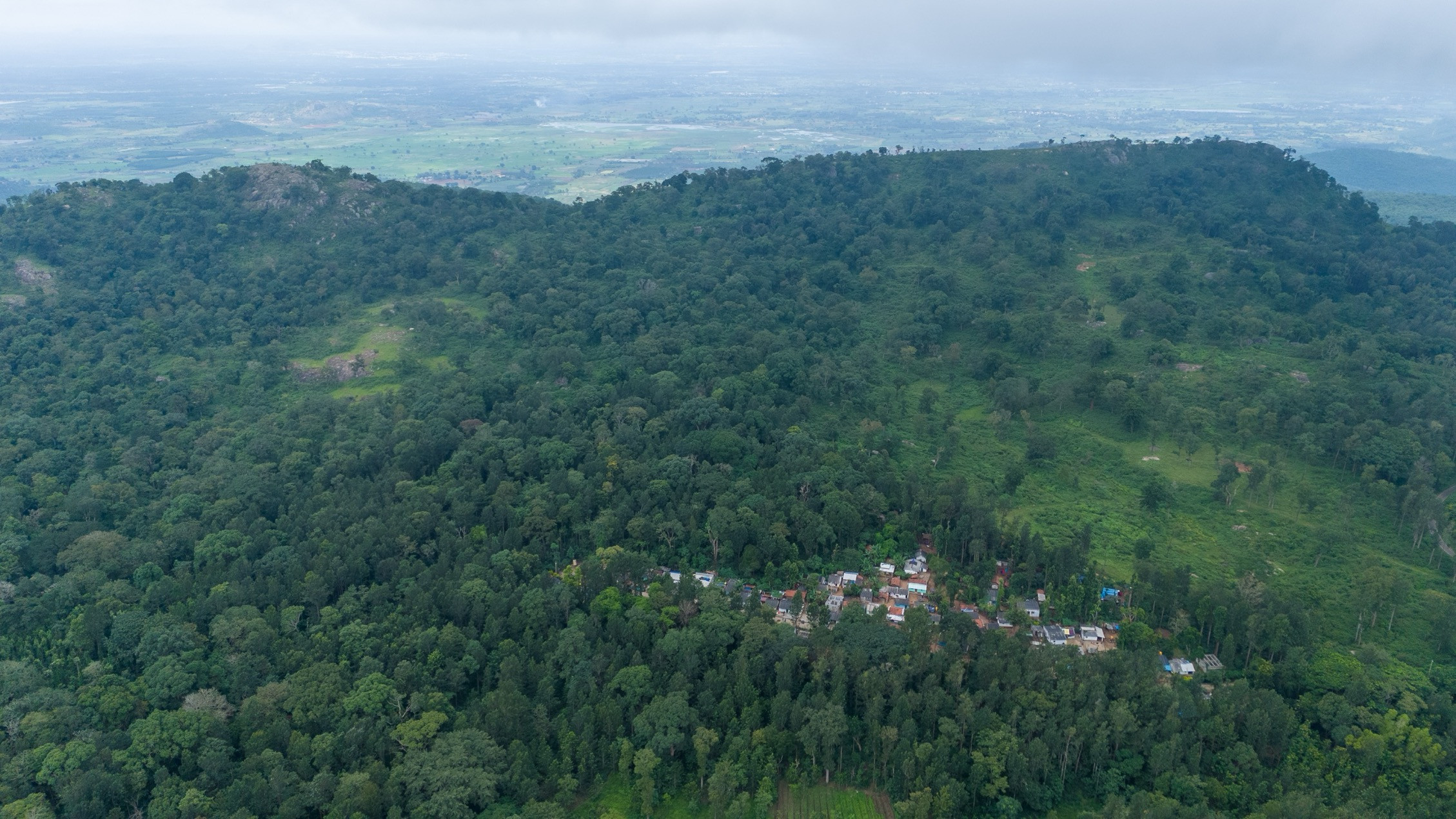 DJI D | Nature Infocus
