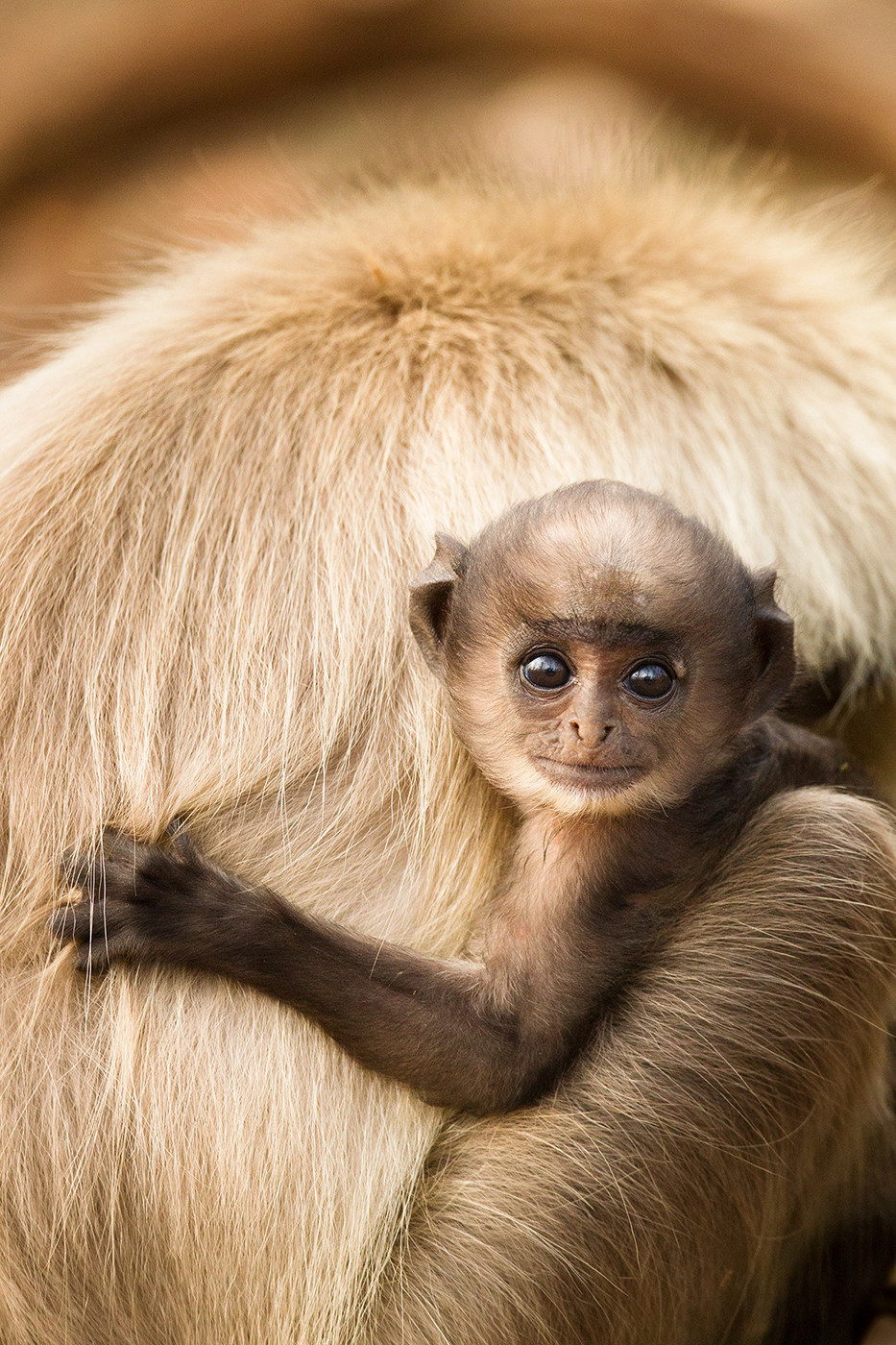 A baby grey langur
