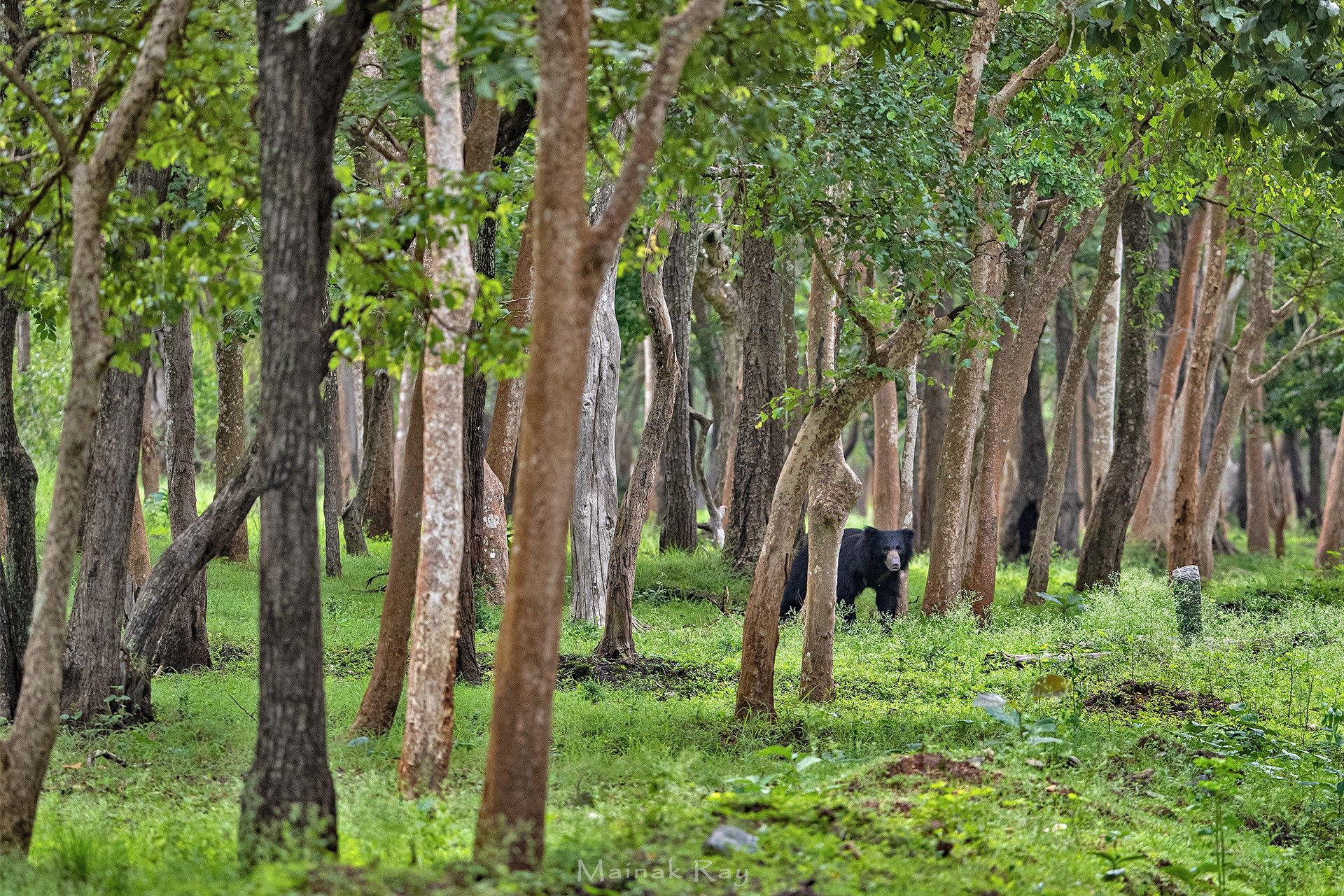 A Sloth Bear in Kabini, Nagarahole