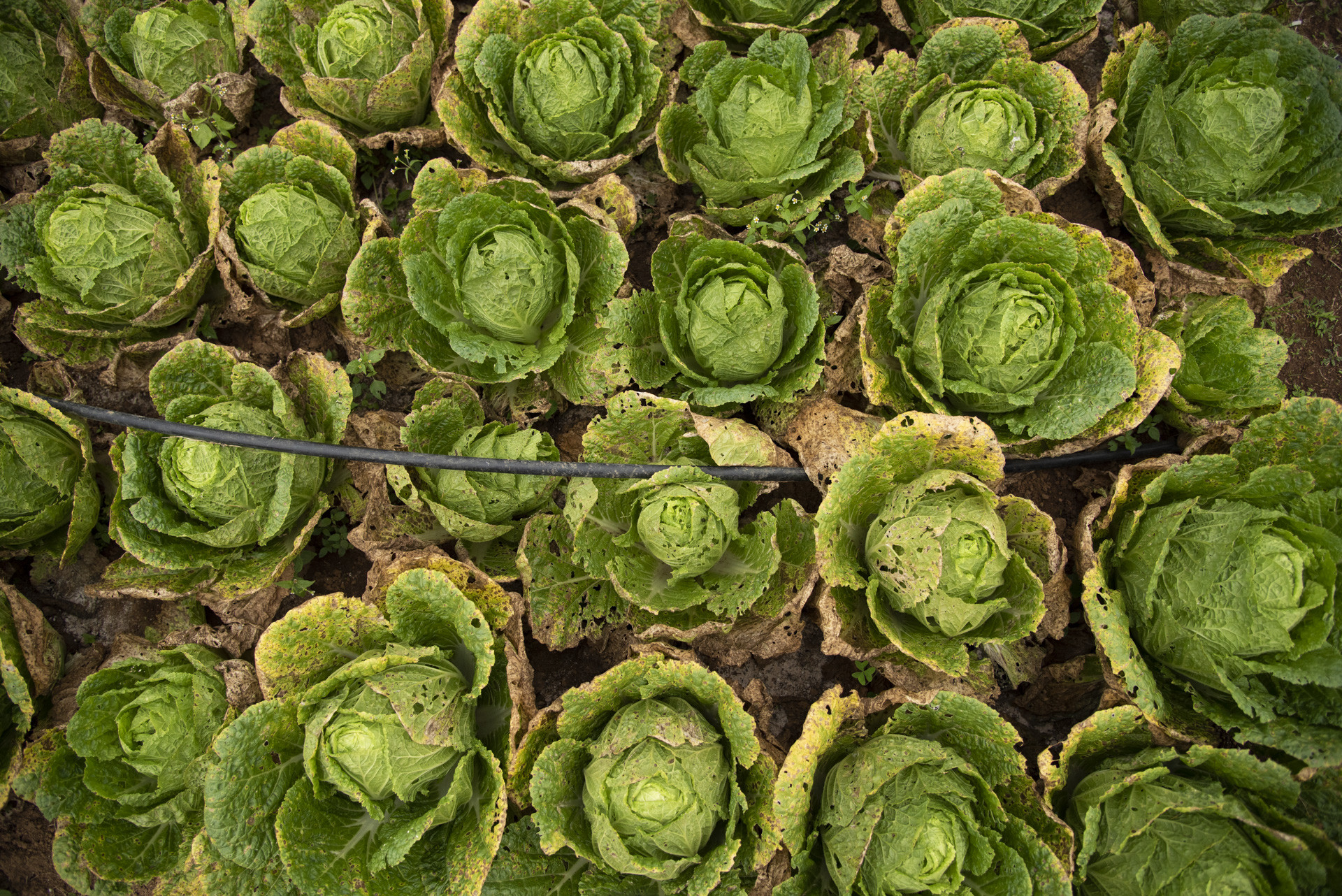 Dsc pp - Destiny Farm Stay: A Slice Of Heaven In The Nilgiris | Nature inFocus