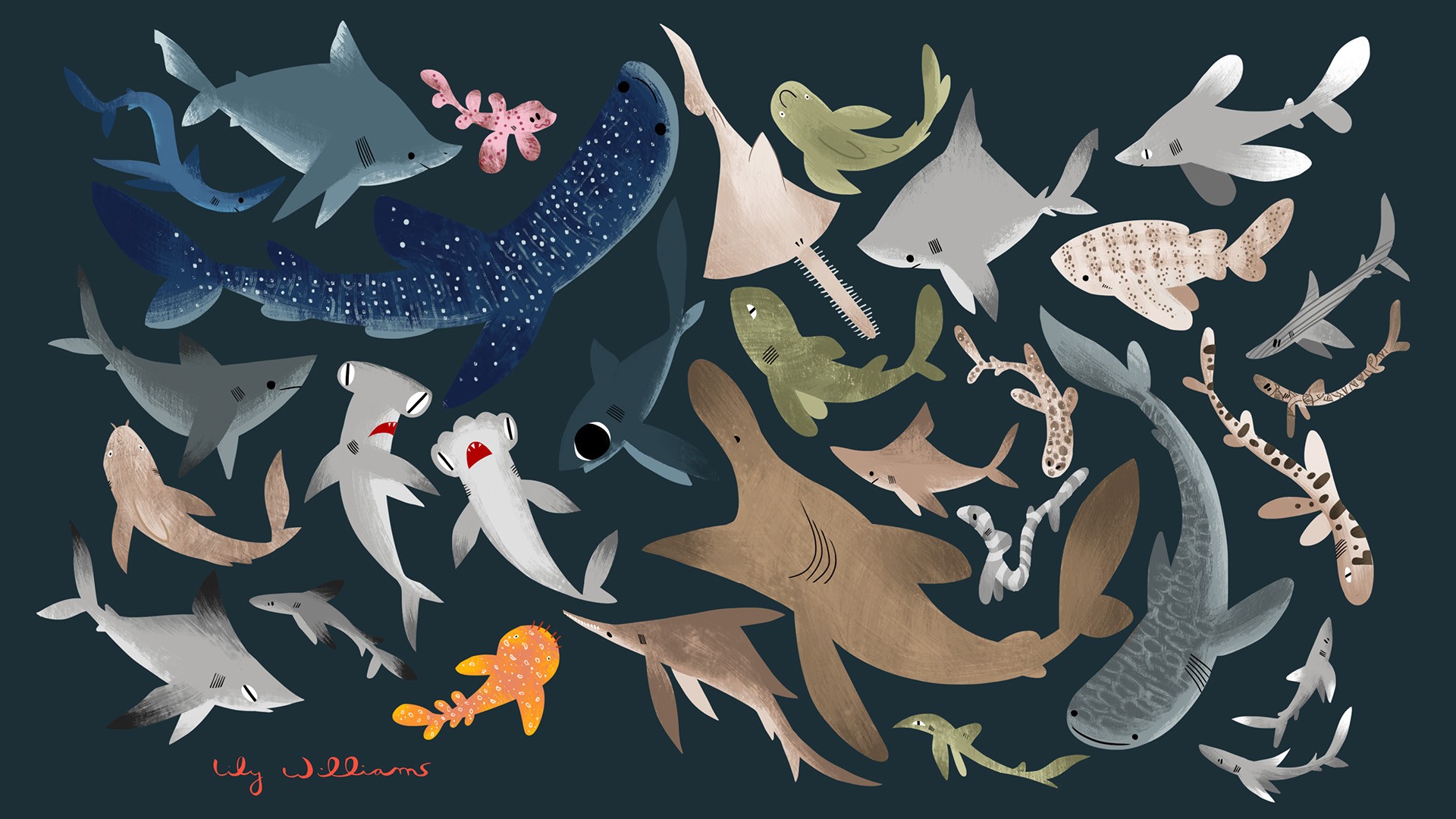 Fin lilywilliams - The Sharks In Our Oceans | Nature inFocus
