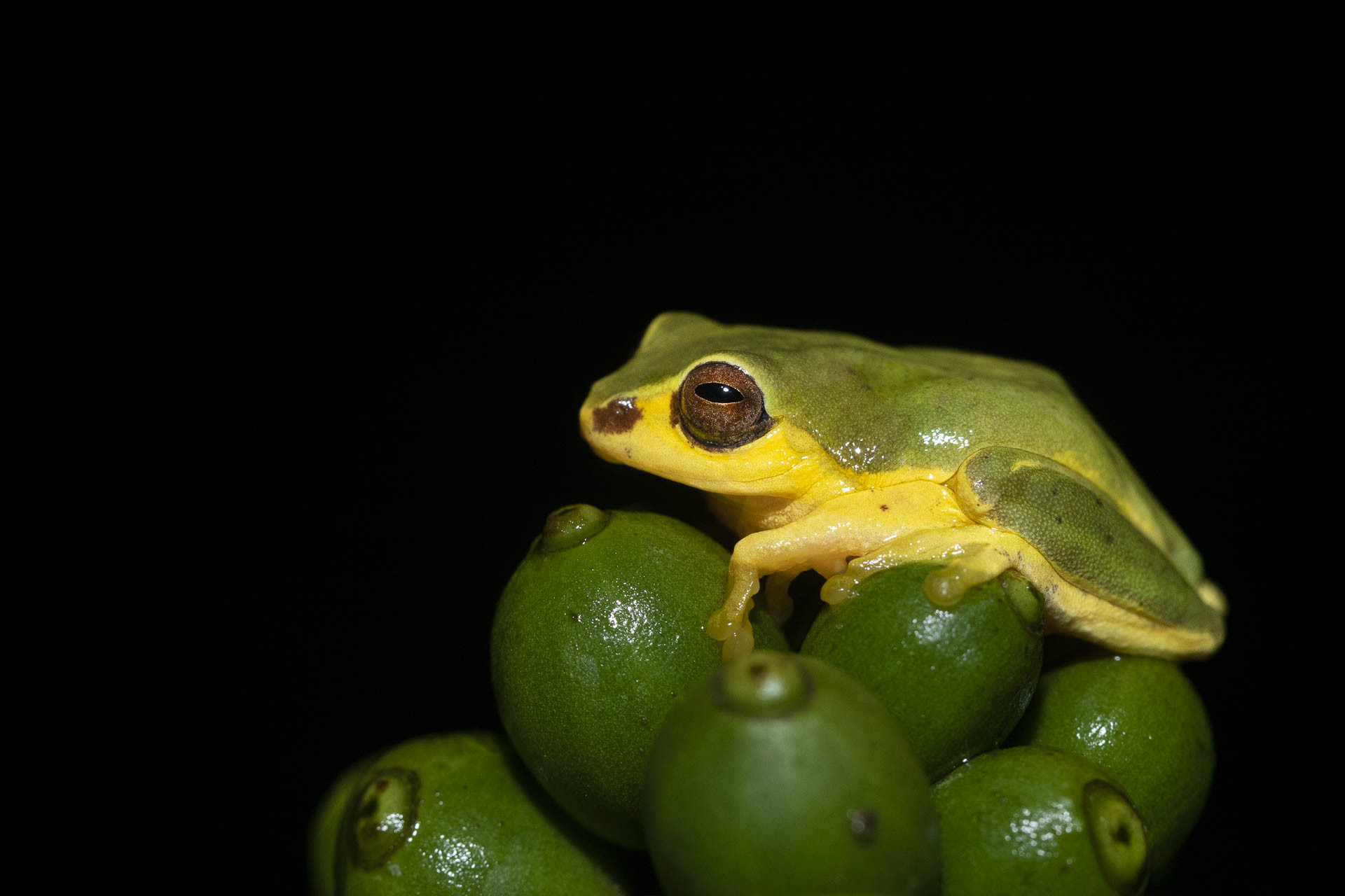 Glandular Bush Frog or Southern Bubble-nest Frog Raorchestes glandulosus