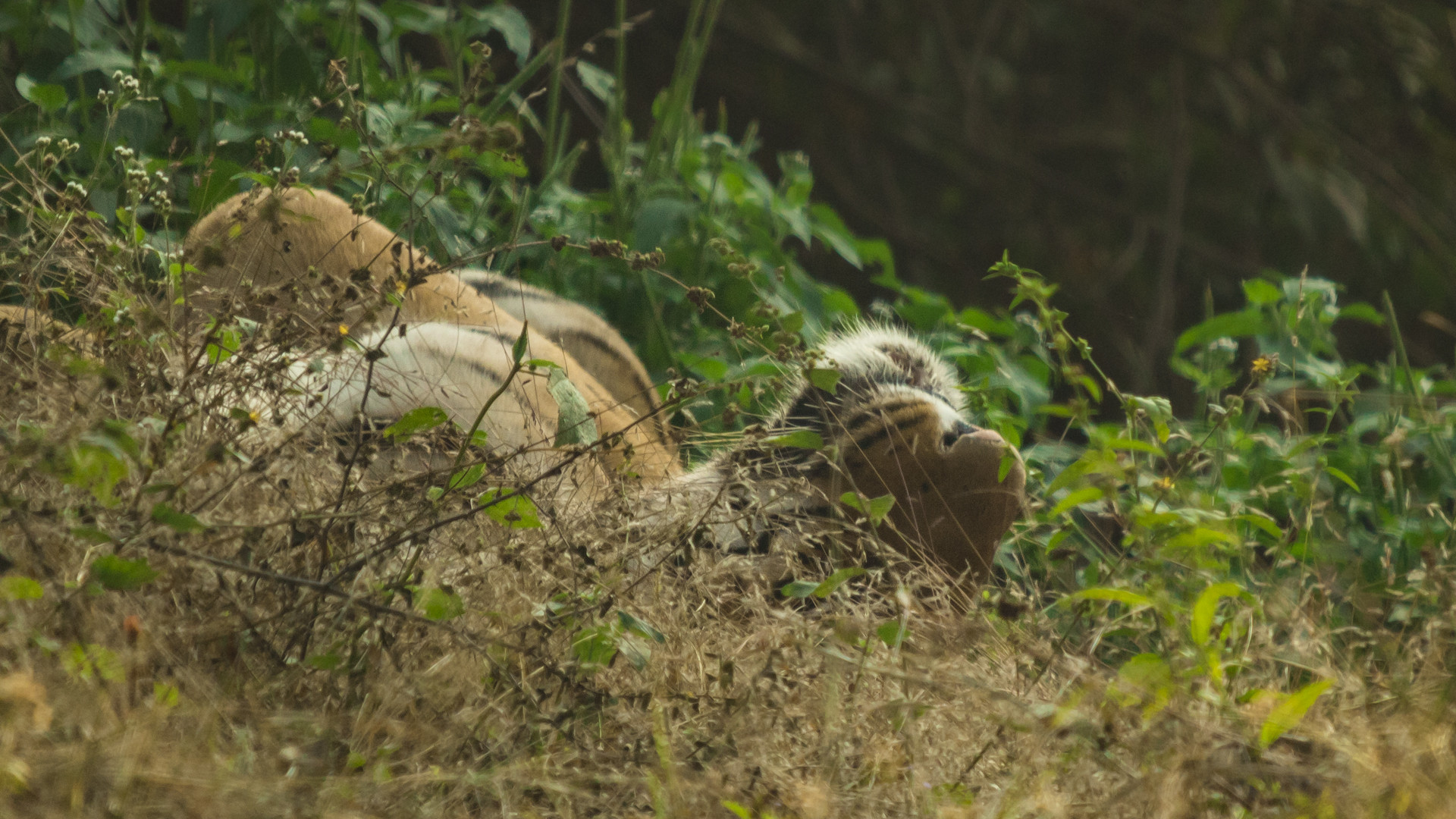 Image   arpit parekh pp - Battle Of The Behemoths d | Nature inFocus