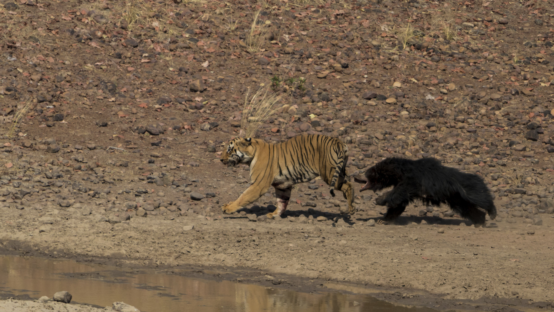 Image    arpit parekh pp - Battle Of The Behemoths d | Nature inFocus