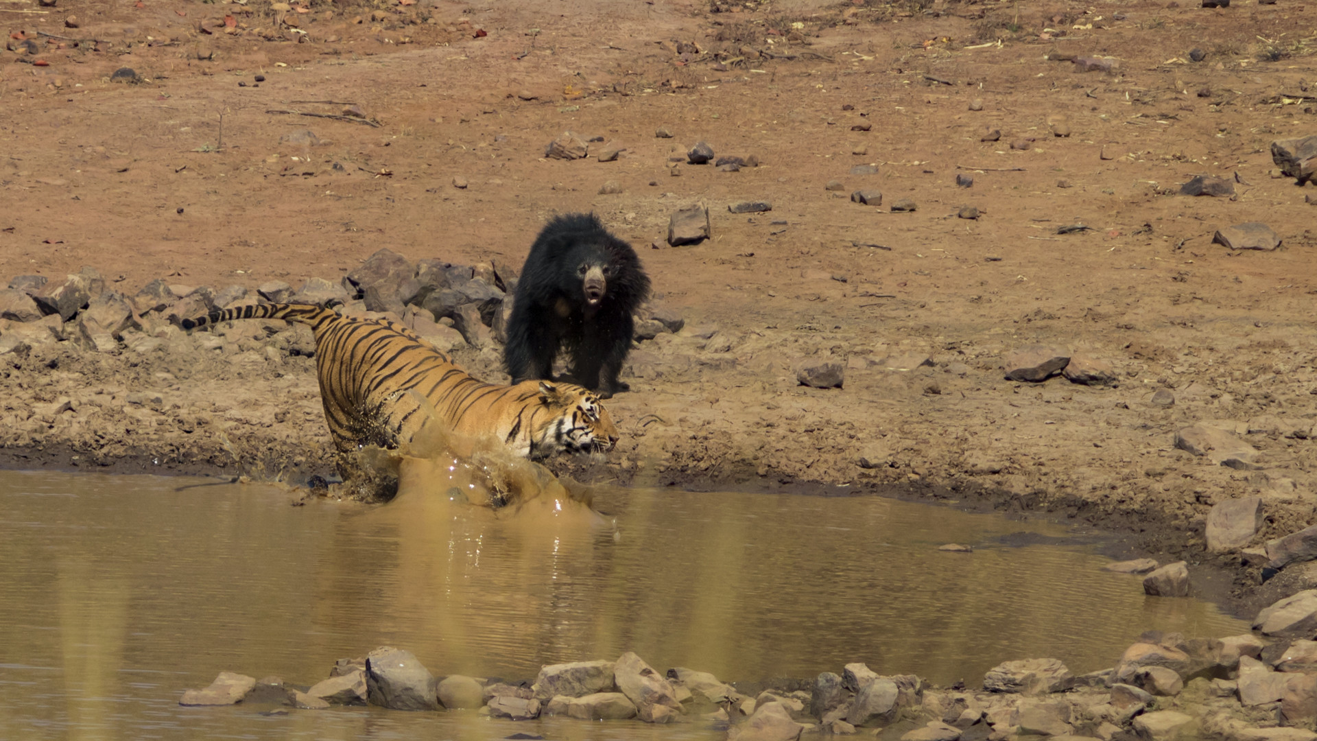 Image    arpit parekh pp - Battle Of The Behemoths d | Nature inFocus