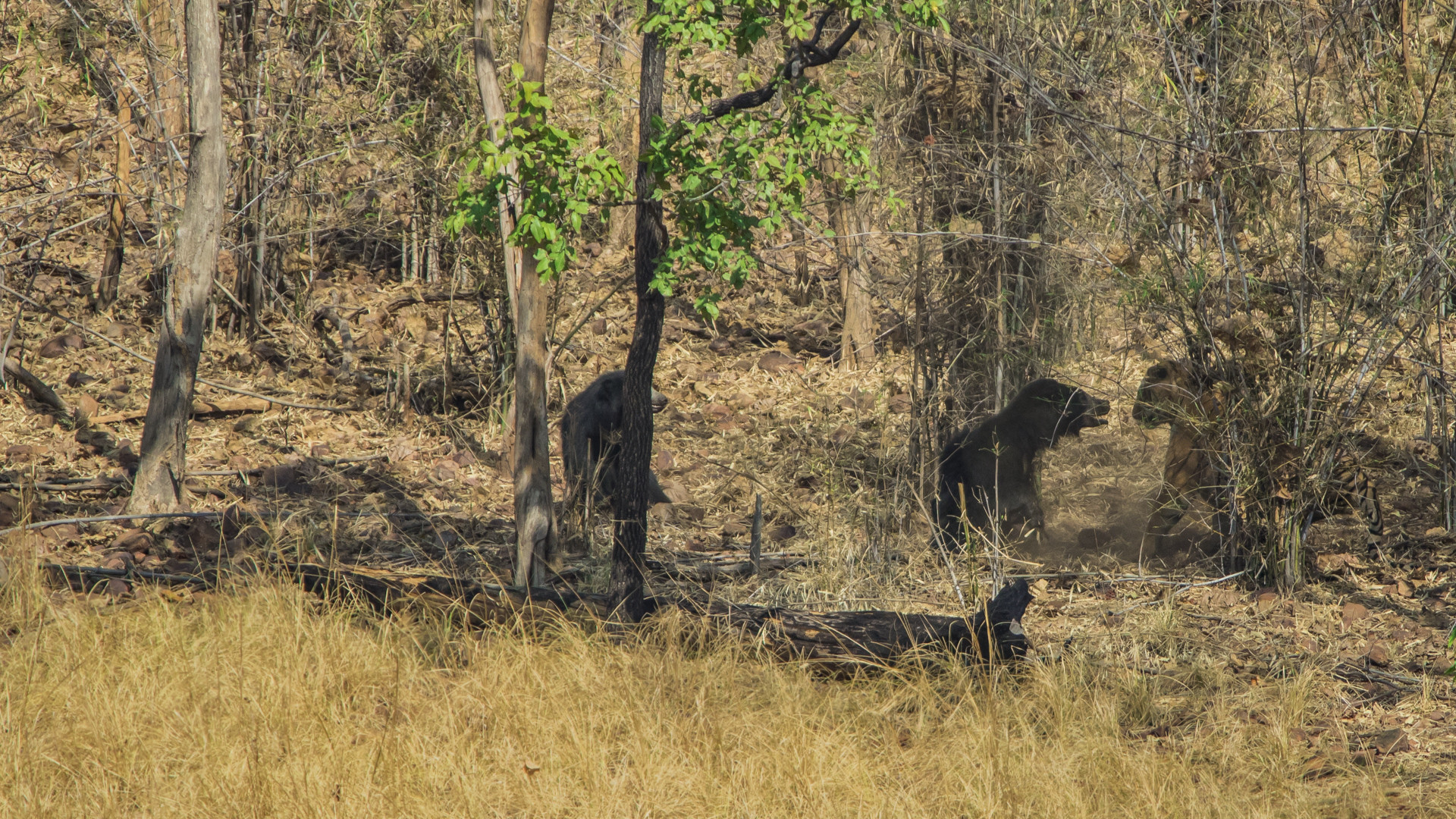Image   arpit parekh pp - Battle Of The Behemoths d | Nature inFocus