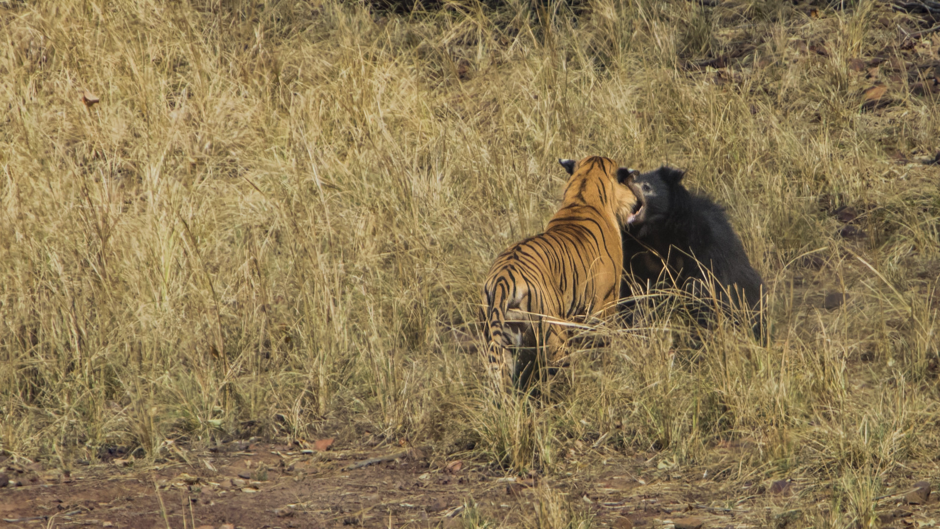 Image   arpit parekh pp - Battle Of The Behemoths d | Nature inFocus