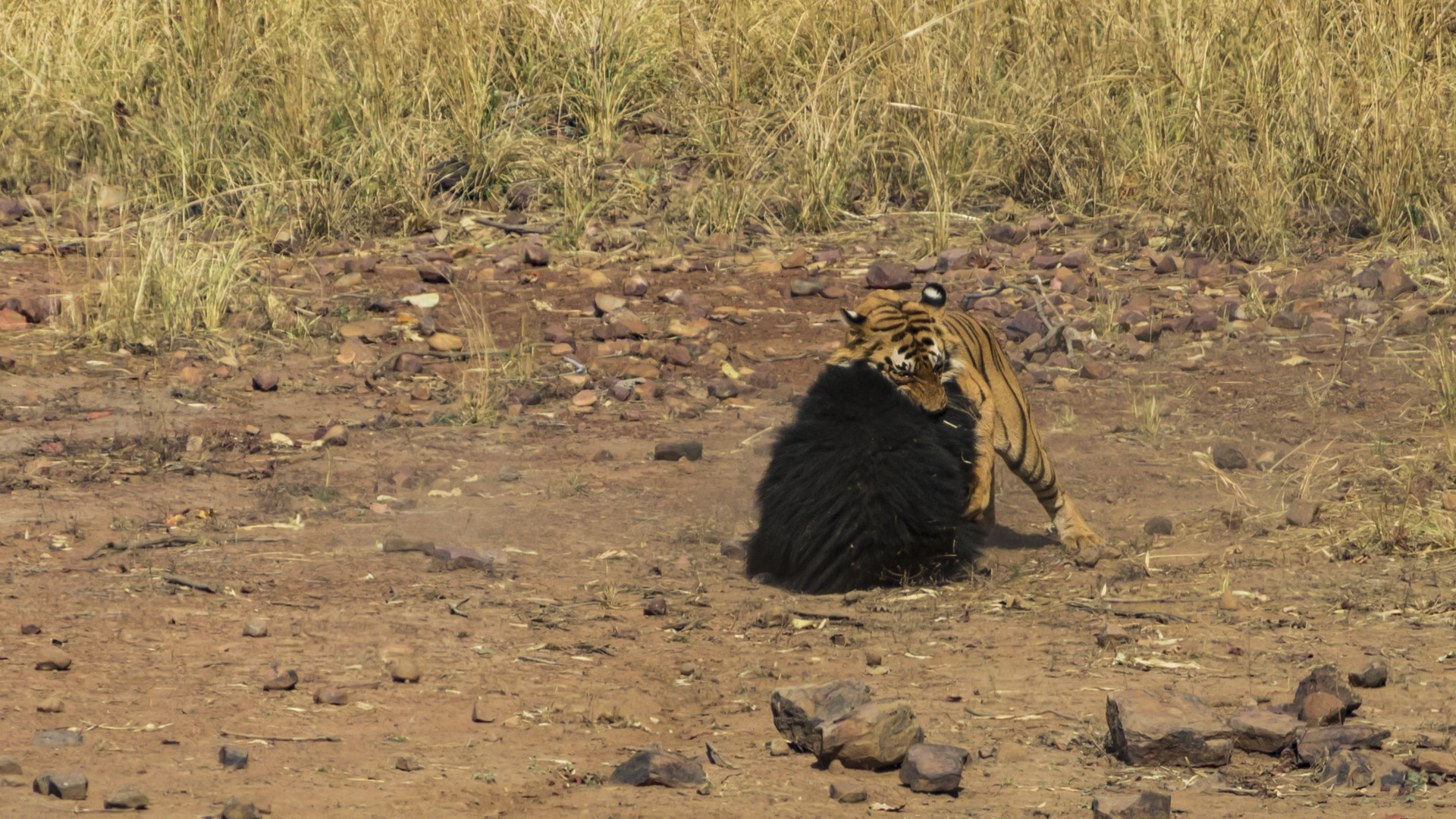 Image   arpit parekh pp - Battle Of The Behemoths d | Nature inFocus