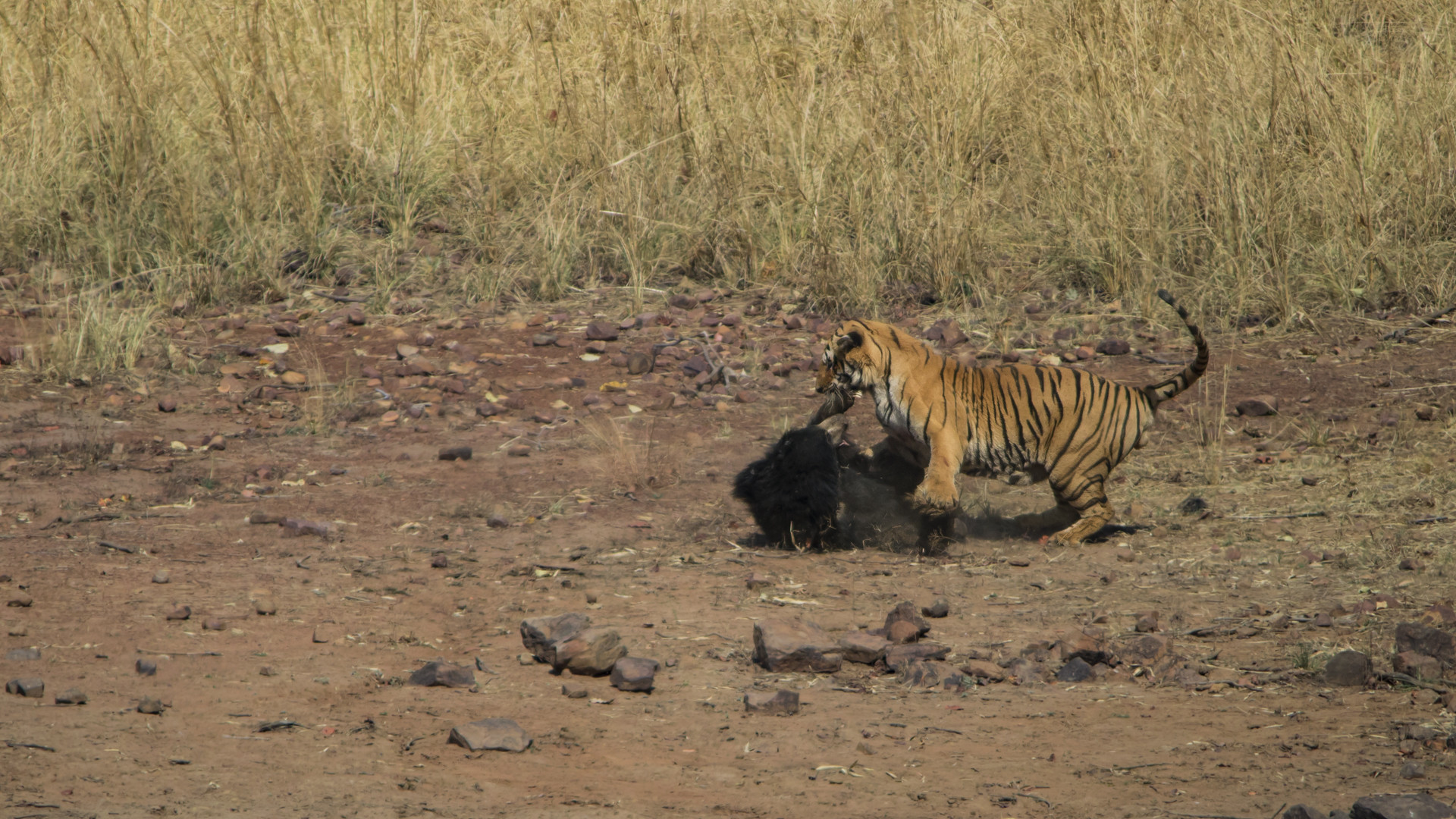 Image   arpit parekh pp - Battle Of The Behemoths d | Nature inFocus