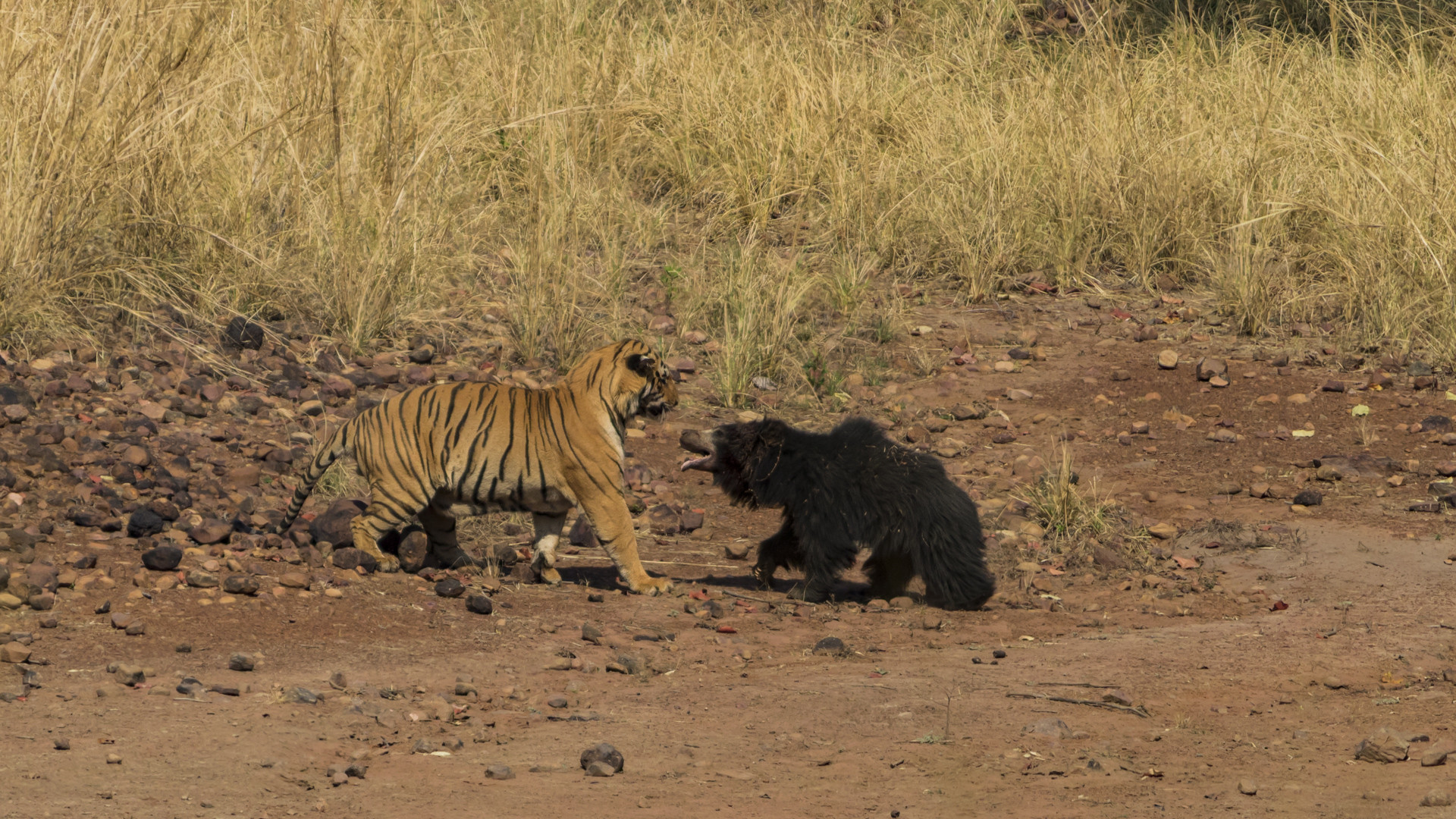 Image   arpit parekh pp - Battle Of The Behemoths d | Nature inFocus