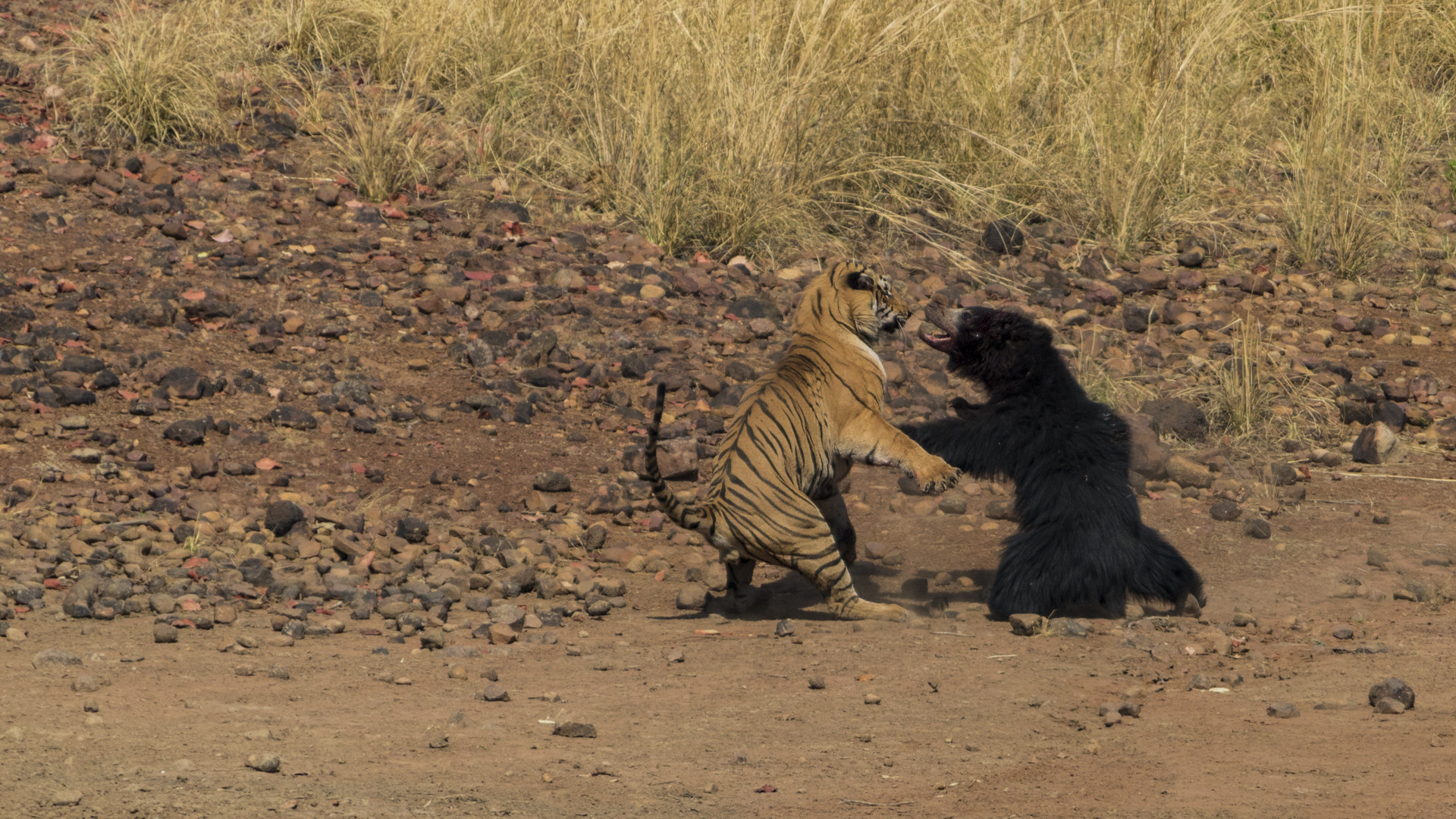 Image   arpit parekh pp - Battle Of The Behemoths d | Nature inFocus
