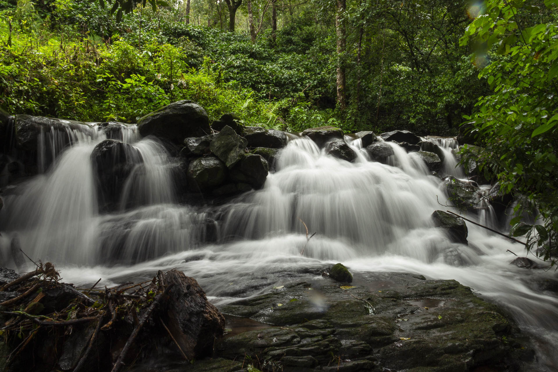 Img - Combing For Frogs In Coorg | Nature inFocus