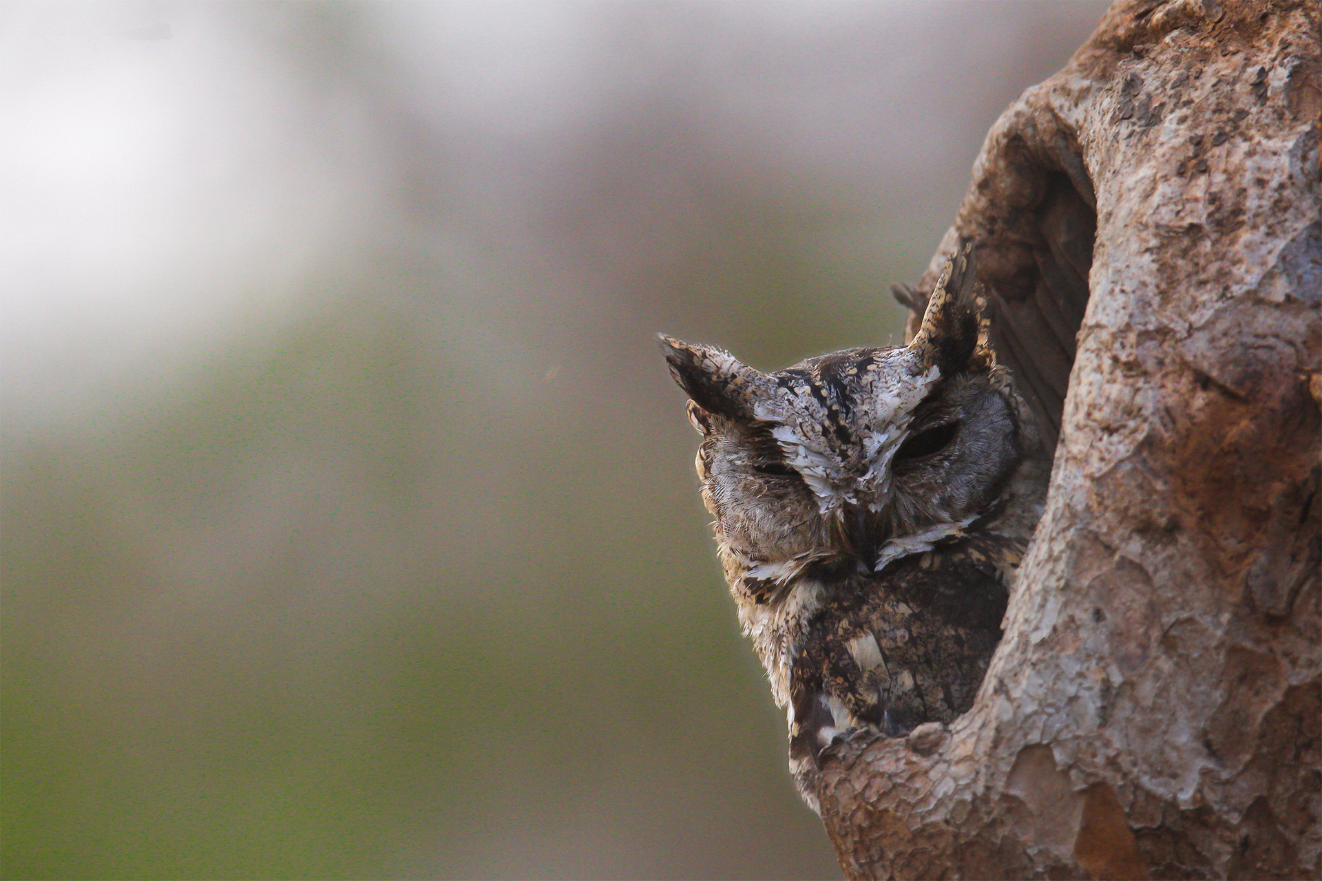 Indian scops owl - Next Stop, Nagzira! | Nature inFocus