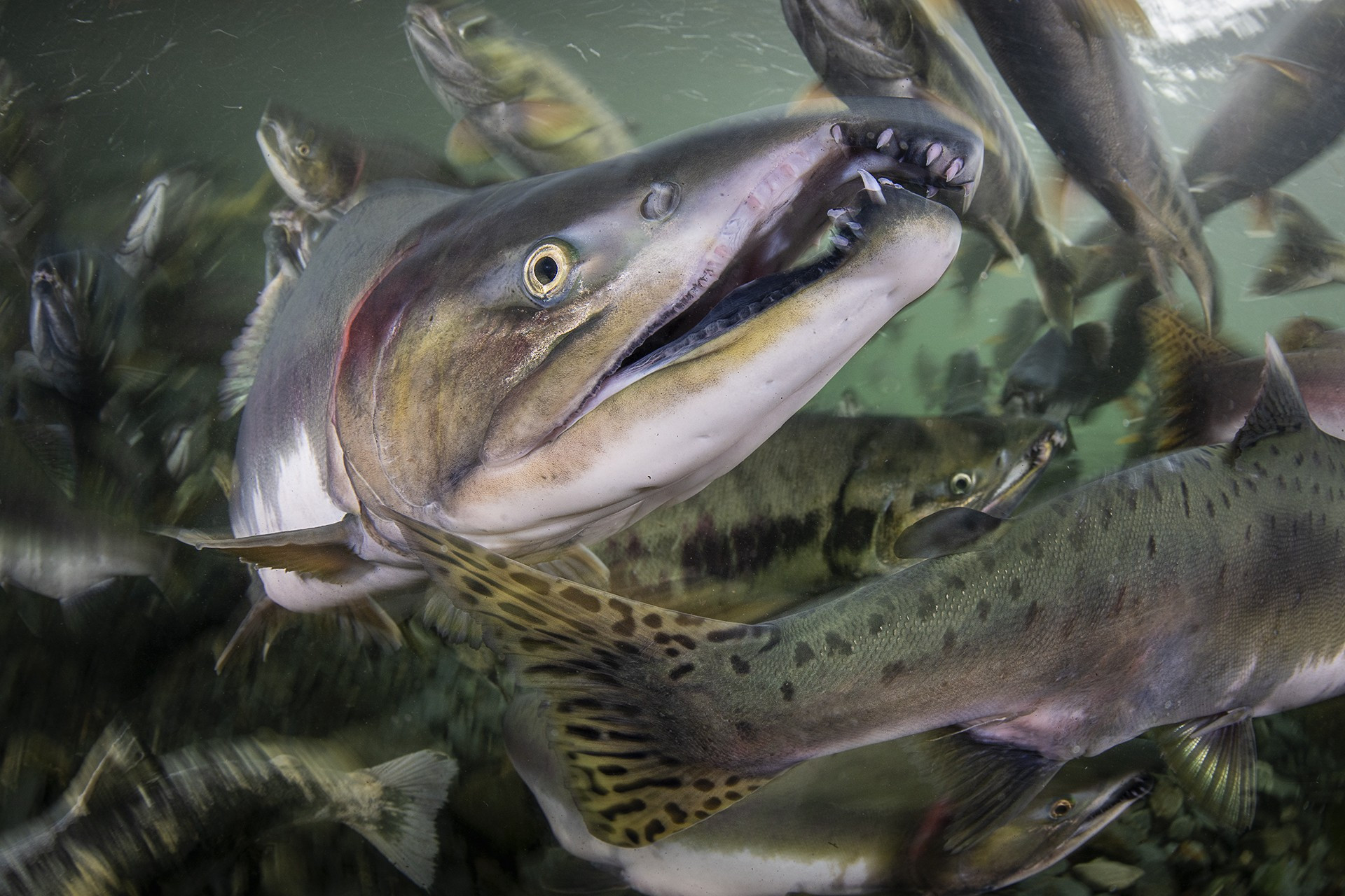 Magnus lundgren mlu                   s       px - Magnus Lundgren: Winner Of The Special Jury Award, Nature inFocus Photography Awards 2020 | Nature inFocus