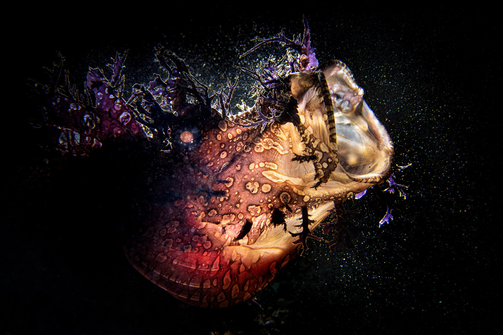 Magnus lundgren mlu                   s v      px srgb - Magnus Lundgren: Winner Of The Special Jury Award, Nature inFocus Photography Awards 2020 | Nature inFocus