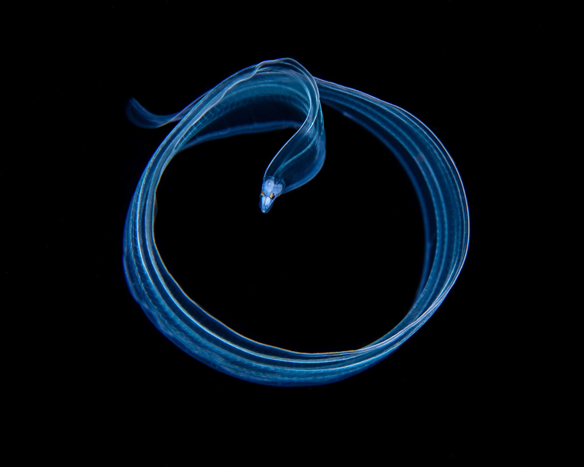 Magnus lundgren mlu                   s v      px srgb - Magnus Lundgren: Winner Of The Special Jury Award, Nature inFocus Photography Awards 2020 | Nature inFocus