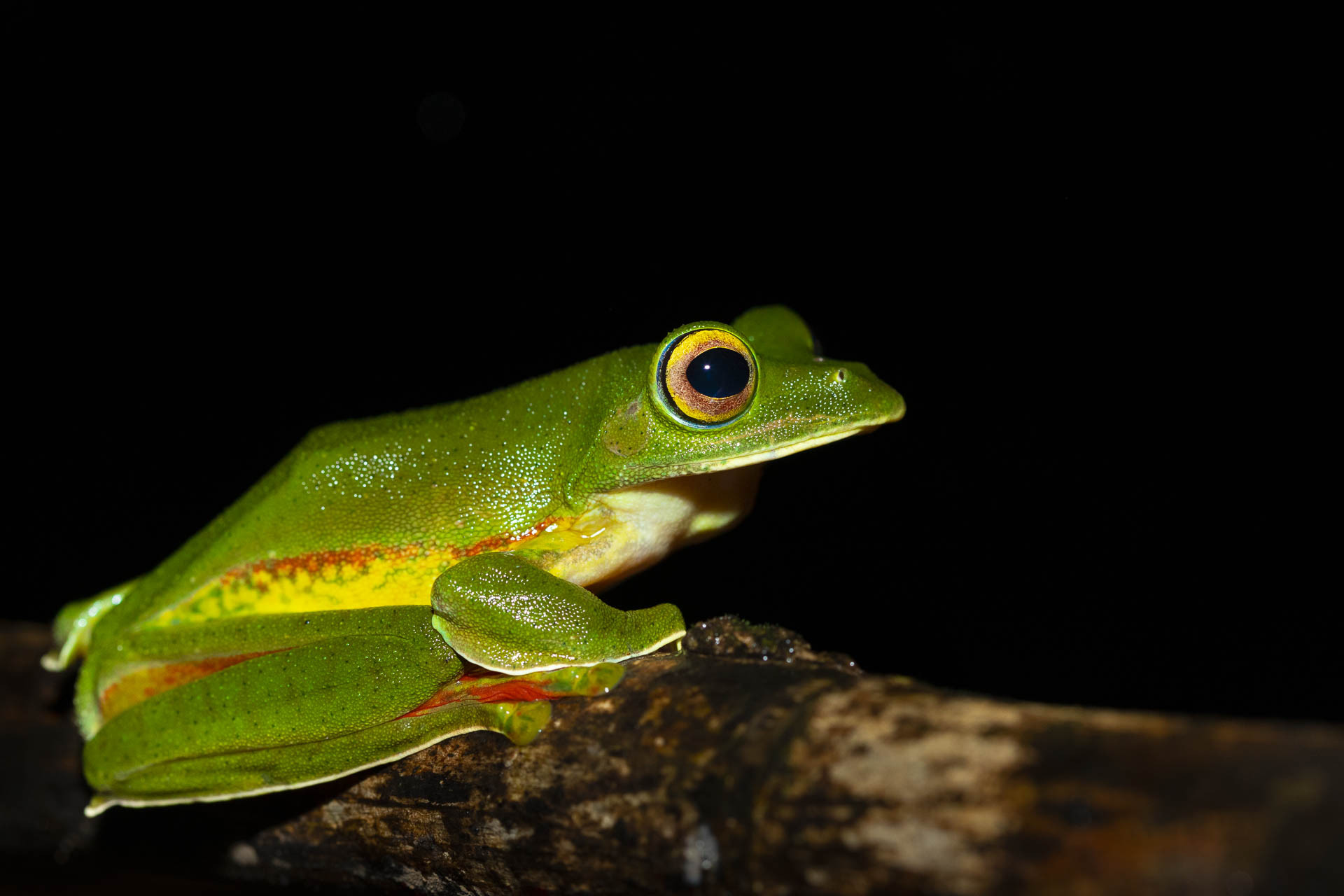 Malabar Gliding Frog Rhacophorus malabaricus