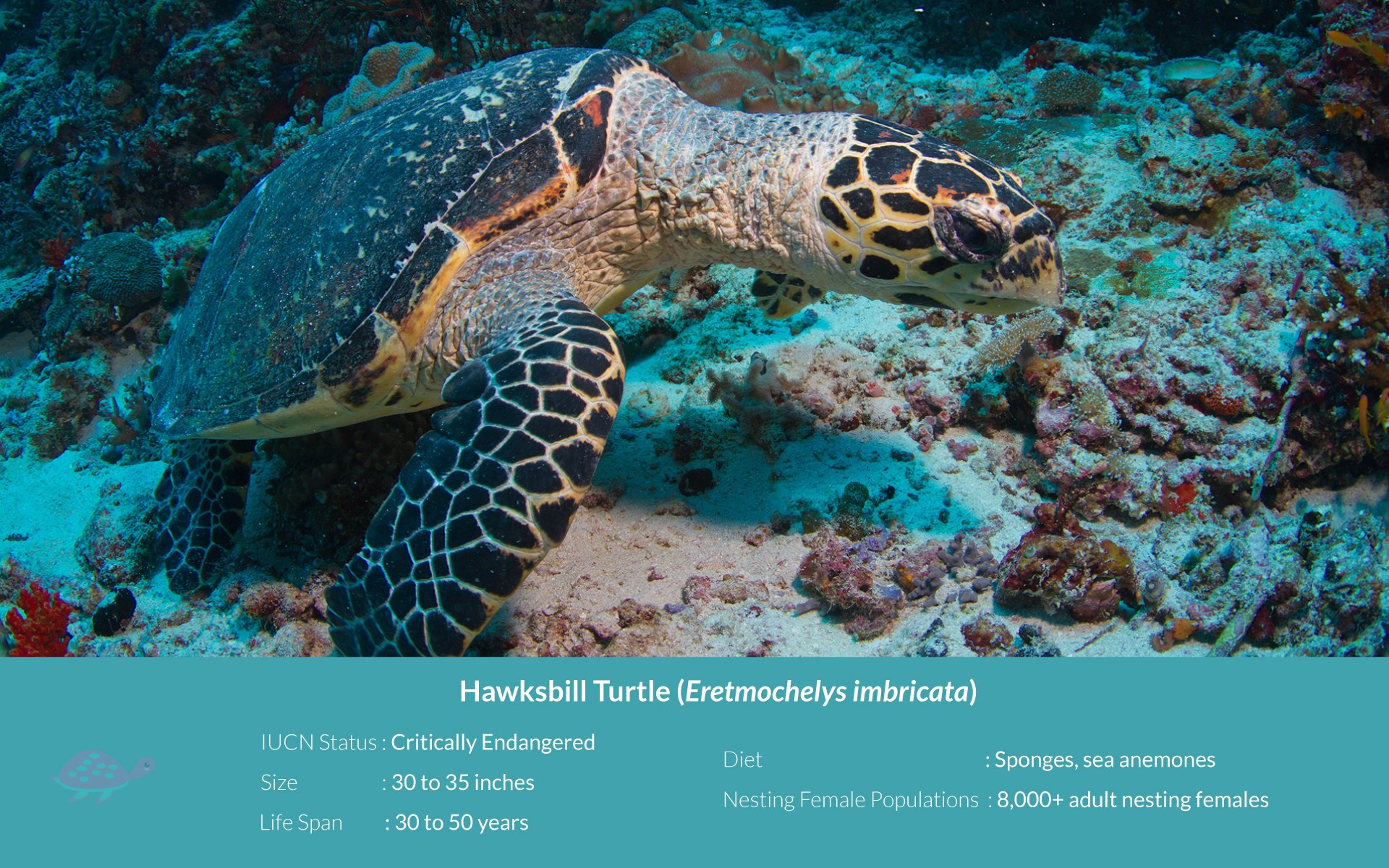 Nif hawksbill sea turtle - Shell I Compare Thee? | Nature inFocus
