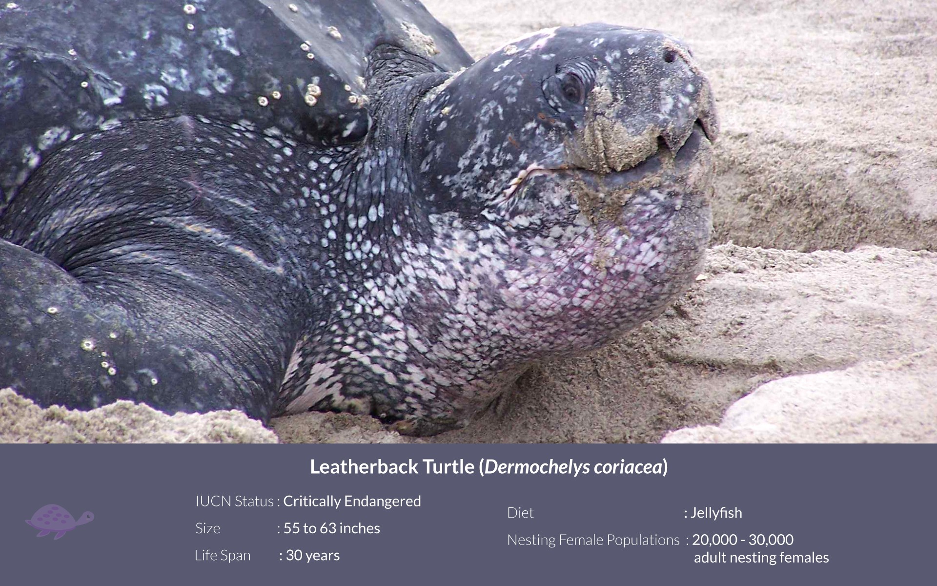 Nif leatherback sea turtle - Shell I Compare Thee? | Nature inFocus