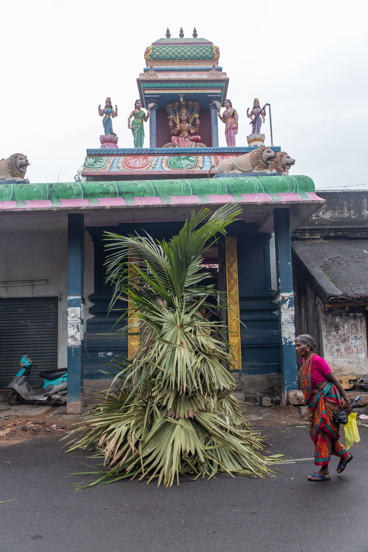 PATTABI RAMAN PALM | Nature Infocus