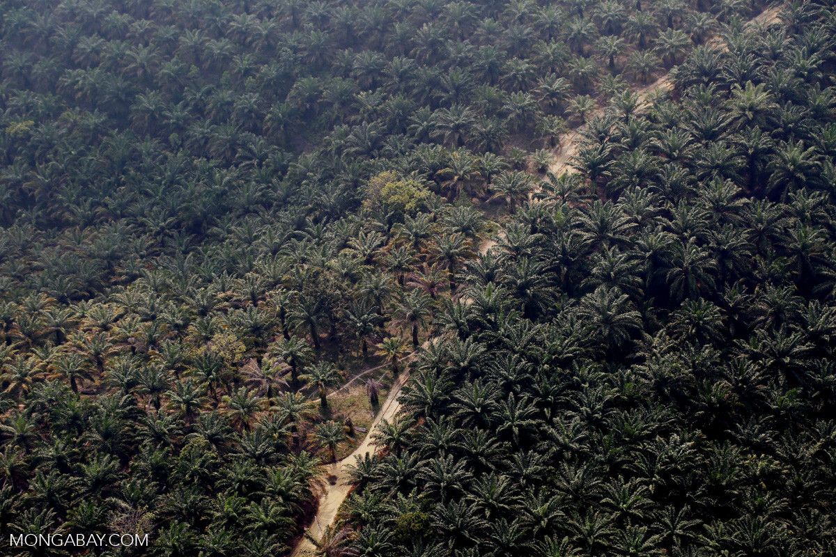 Riau - India's Push For Oil Palm Cultivation Despite Environmental And Economic Concerns | Nature inFocus