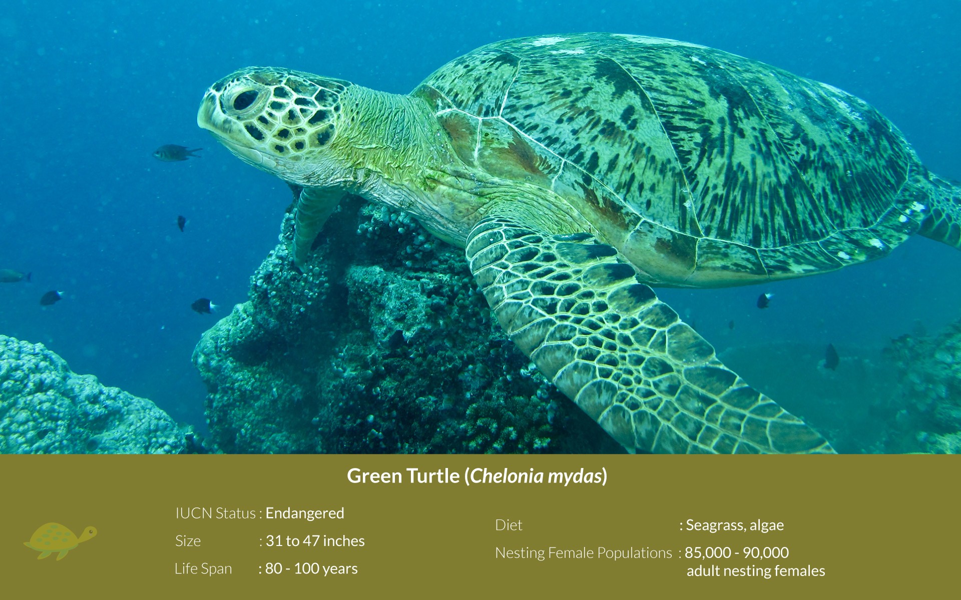 Green Turtle Chelonia mydas