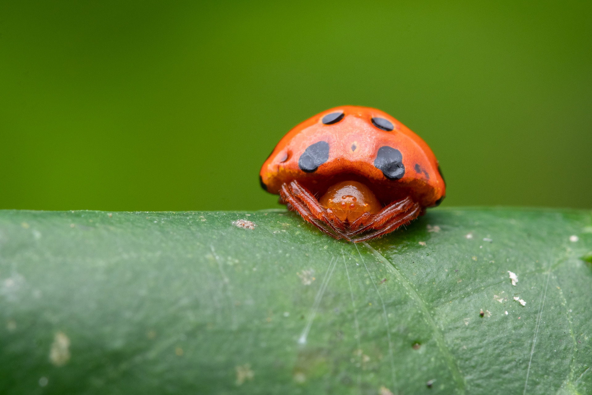 Spiders jp img | Nature Infocus