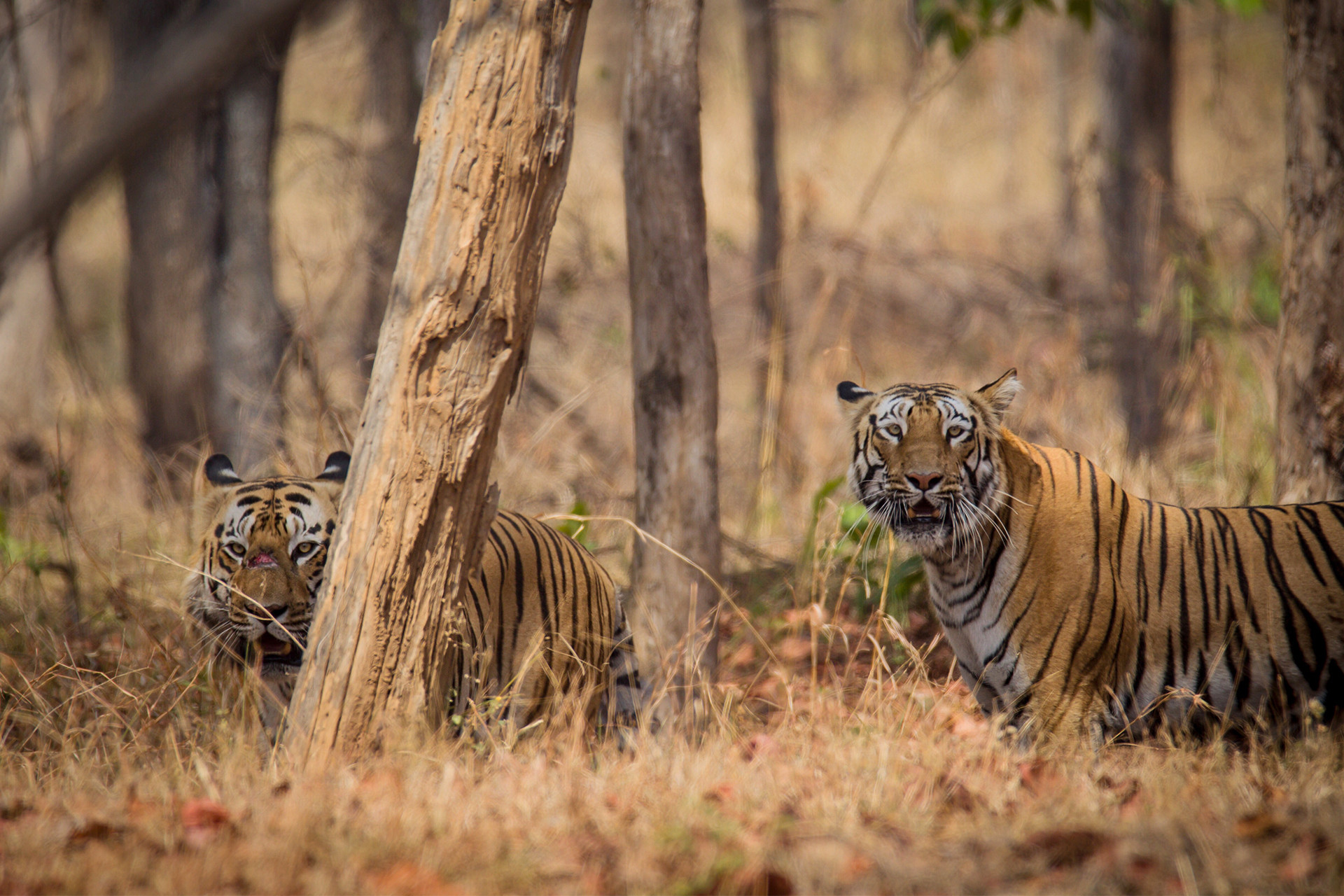 T t - Next Stop, Nagzira! | Nature inFocus