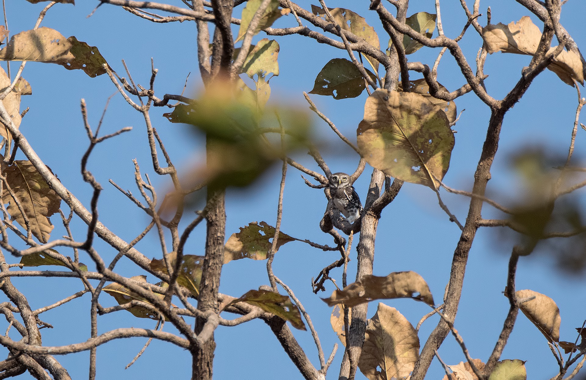 Tansa forest owlet shashank birla - Top 10 Places To Go Birdwatching – Mumbai | Nature inFocus
